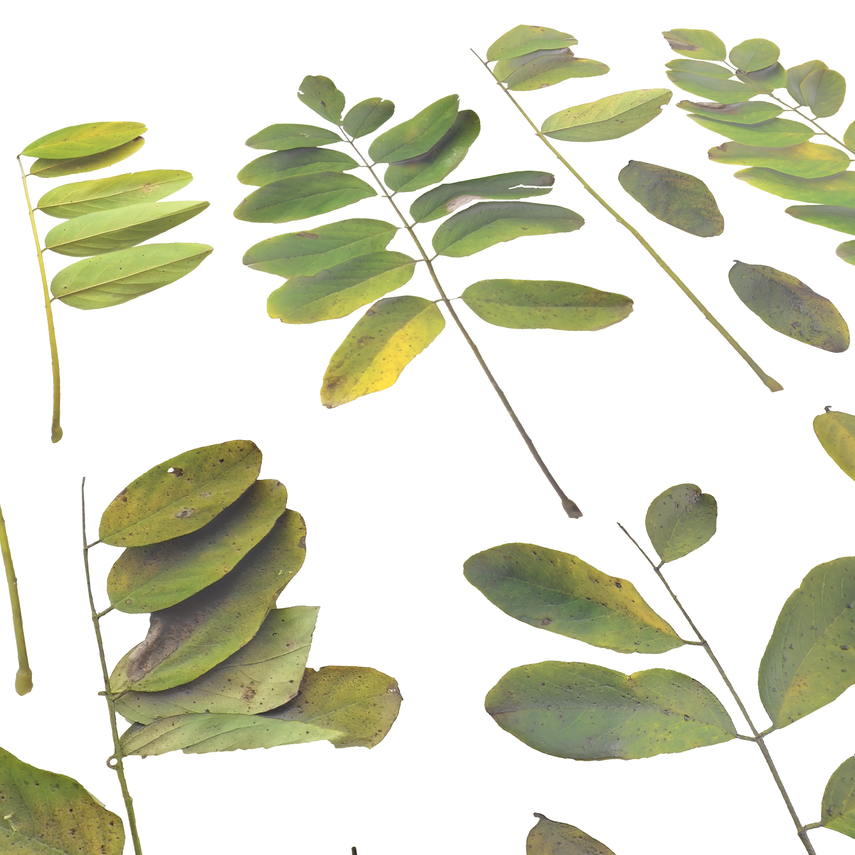 Acacia Leaves Leaf Autumn Fall Low-poly 3D model_4