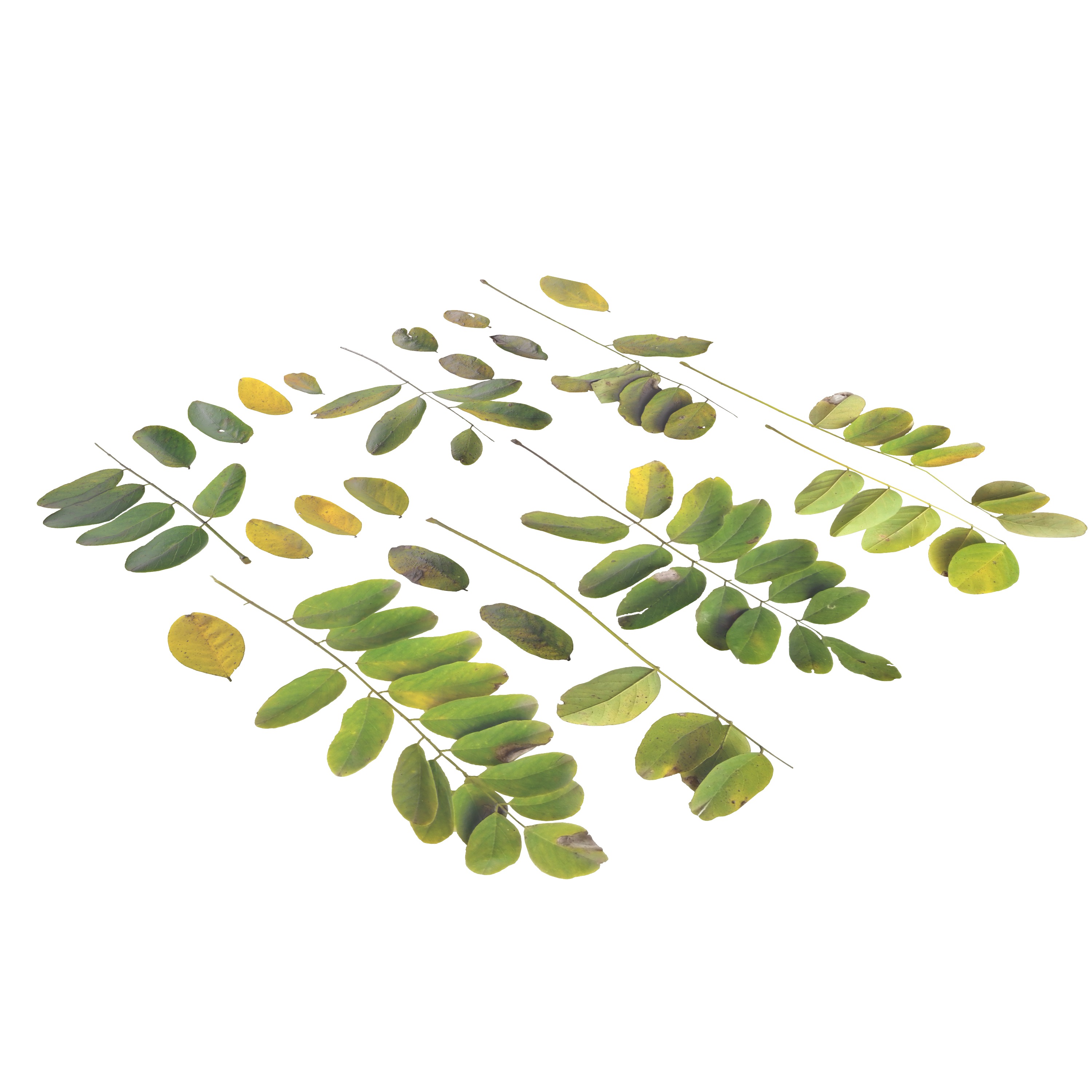 Acacia Leaves Leaf Autumn Fall Low-poly 3D model_7