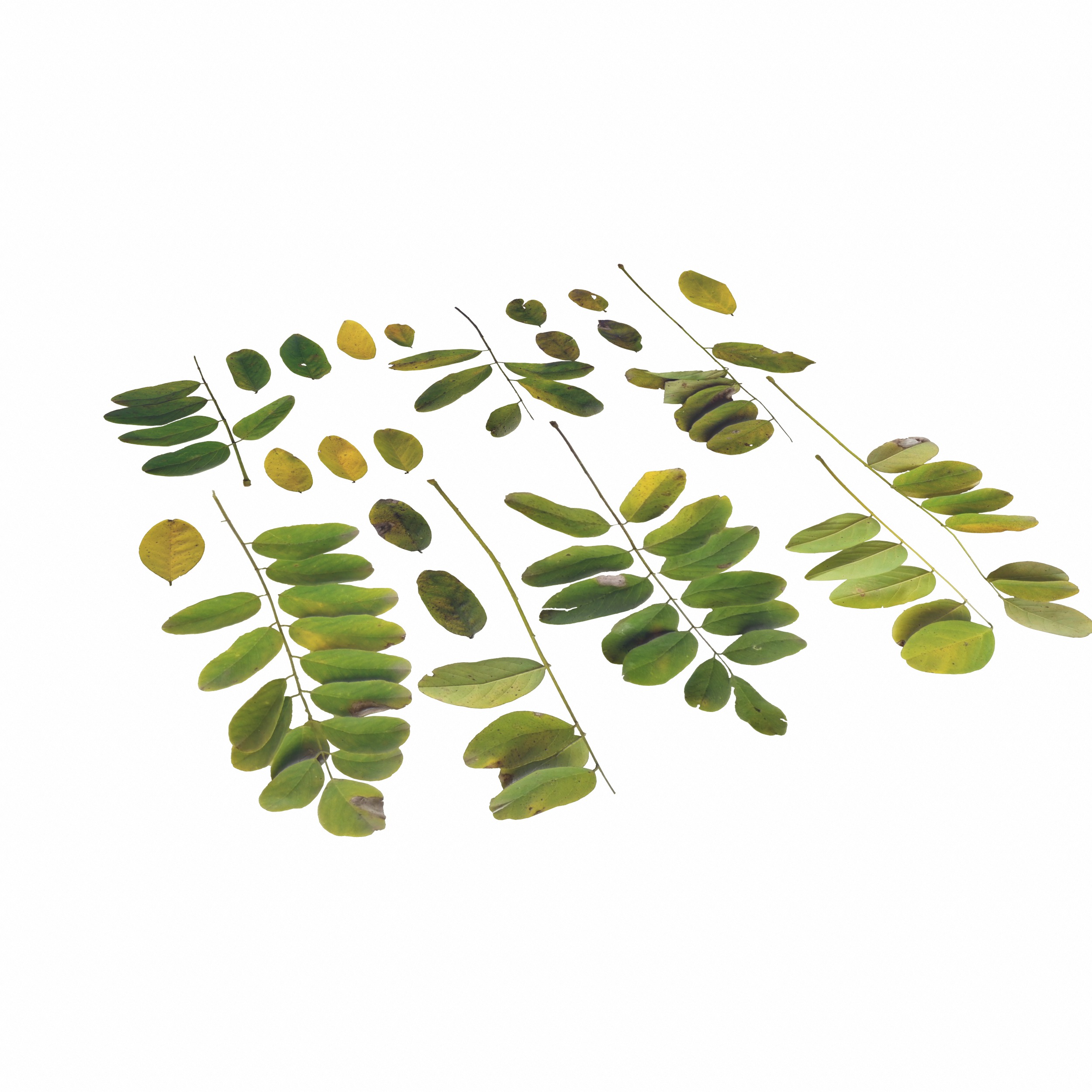 Acacia Leaves Leaf Autumn Fall Low-poly 3D model_13