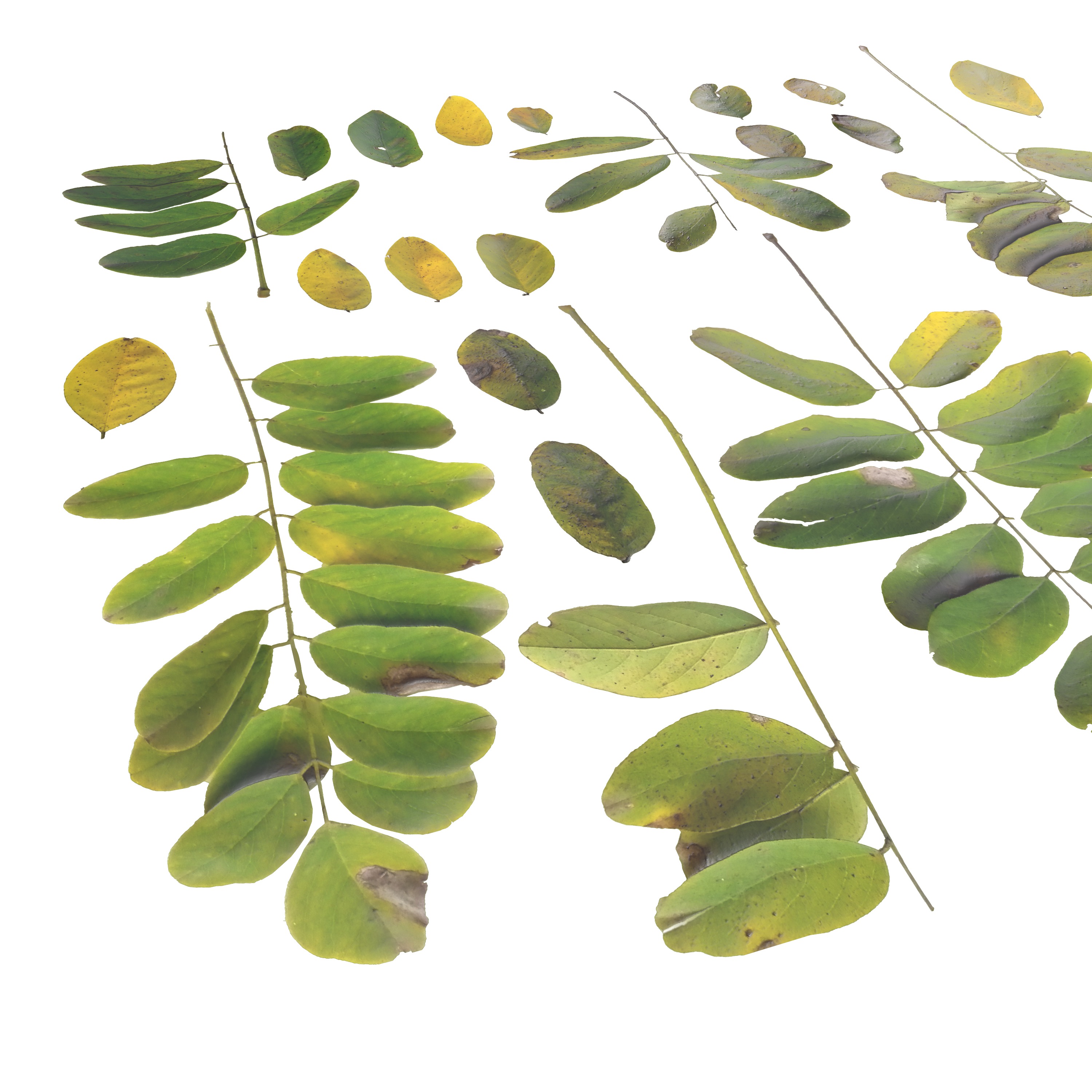 Acacia Leaves Leaf Autumn Fall Low-poly 3D model_2