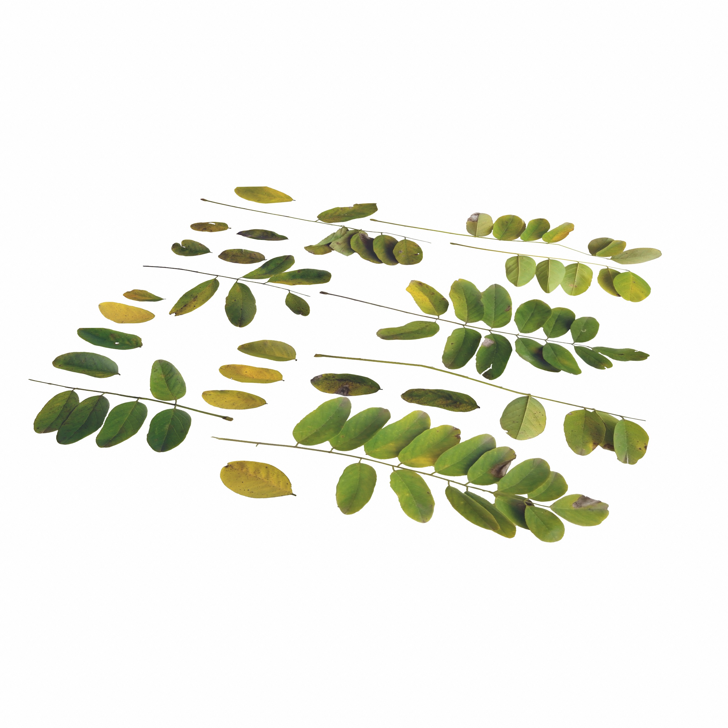 Acacia Leaves Leaf Autumn Fall Low-poly 3D model_15