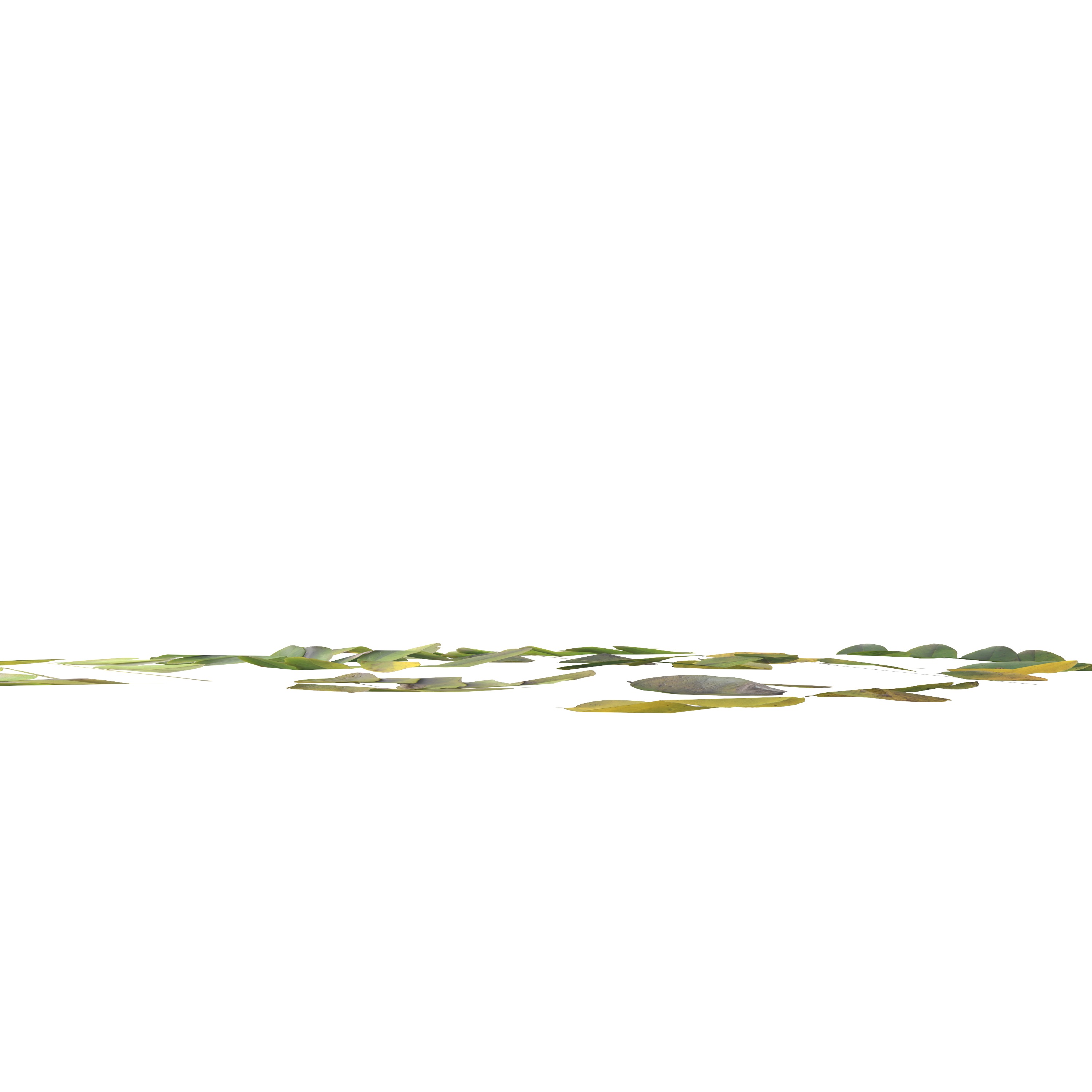 Acacia Leaves Leaf Autumn Fall Low-poly 3D model_12