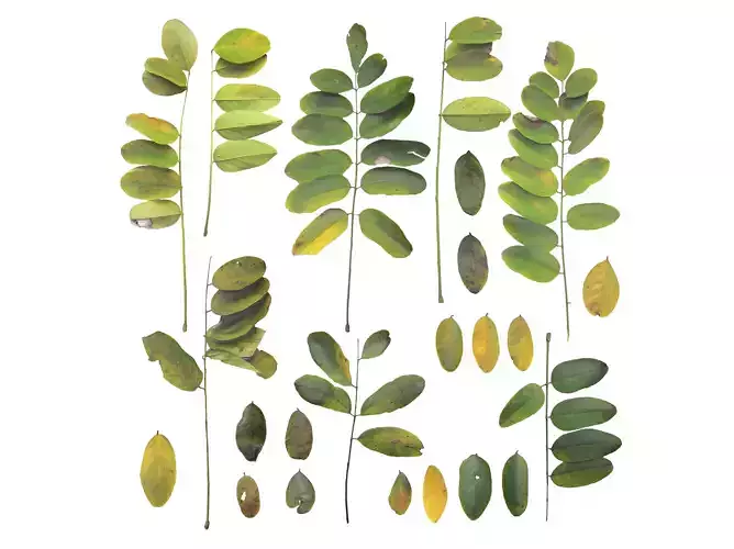 Acacia Leaves Leaf Autumn Fall Low-poly 3D model