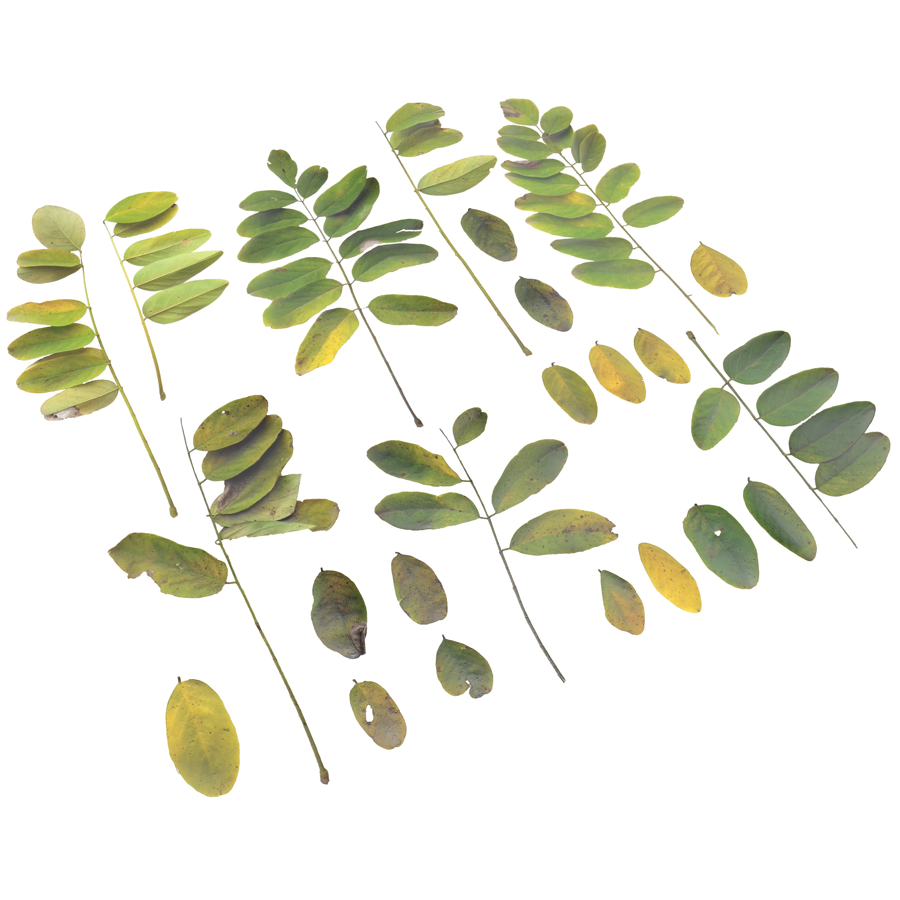 Acacia Leaves Leaf Autumn Fall Low-poly 3D model_6