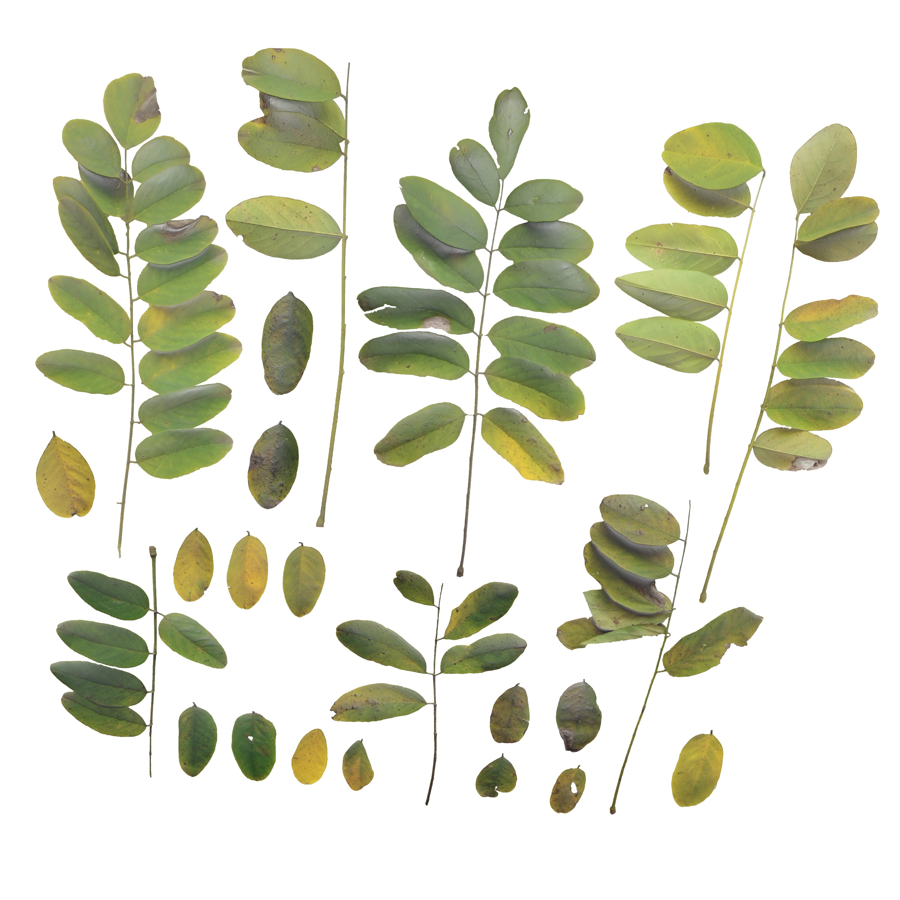 Acacia Leaves Leaf Autumn Fall Low-poly 3D model_5