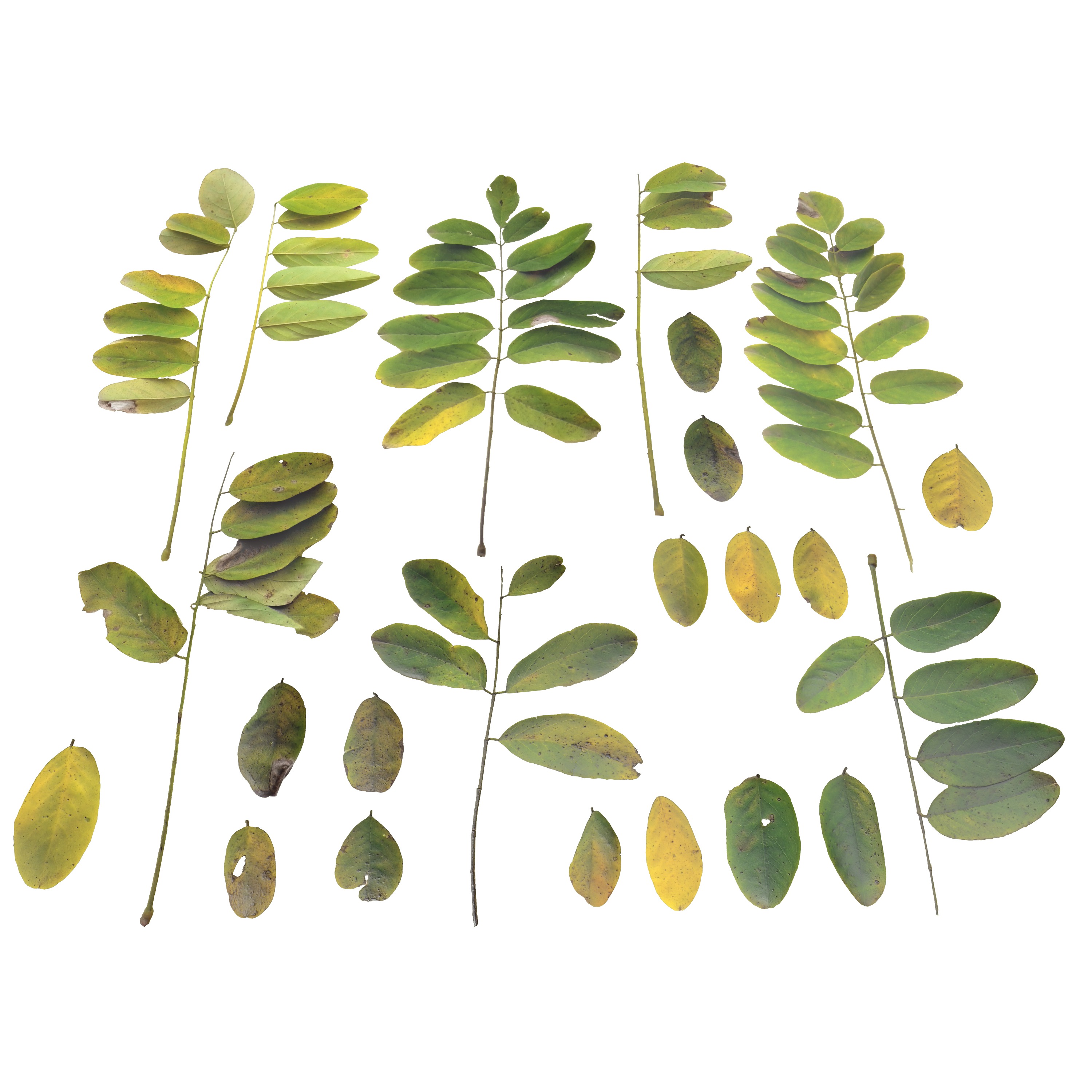 Acacia Leaves Leaf Autumn Fall Low-poly 3D model_3