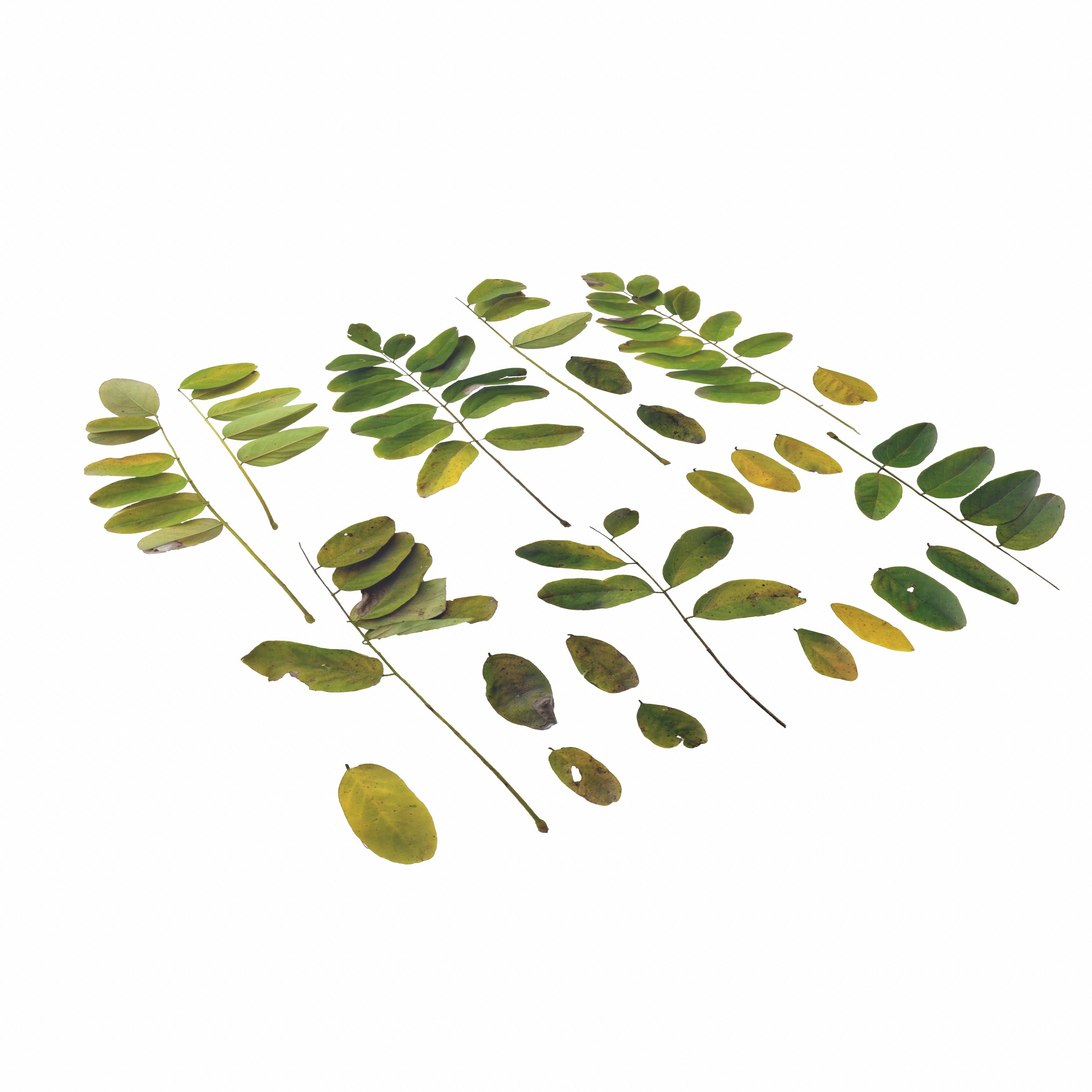 Acacia Leaves Leaf Autumn Fall Low-poly 3D model_14