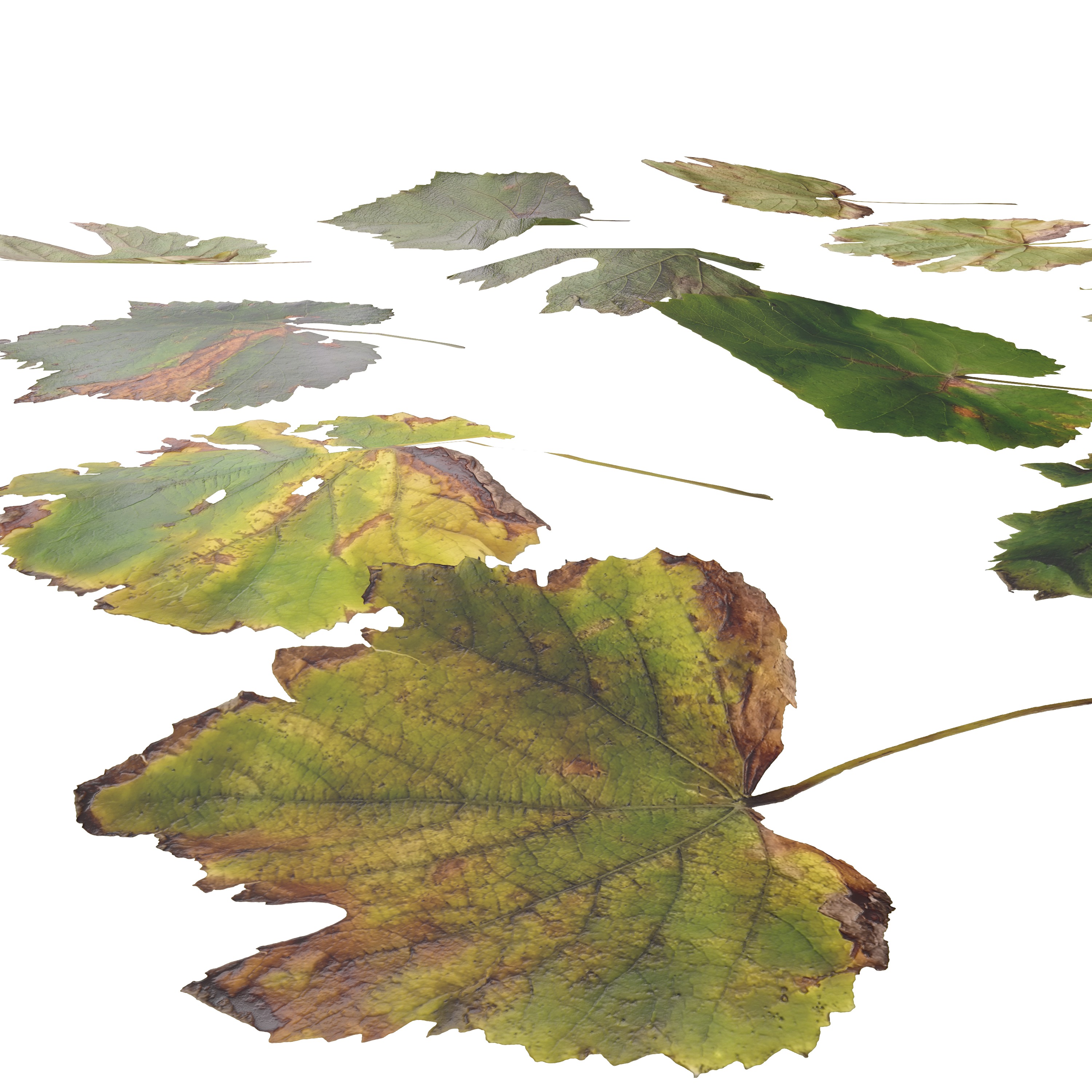 Fall Autumn Grape Leaves Leaf Low-poly 3D model_2
