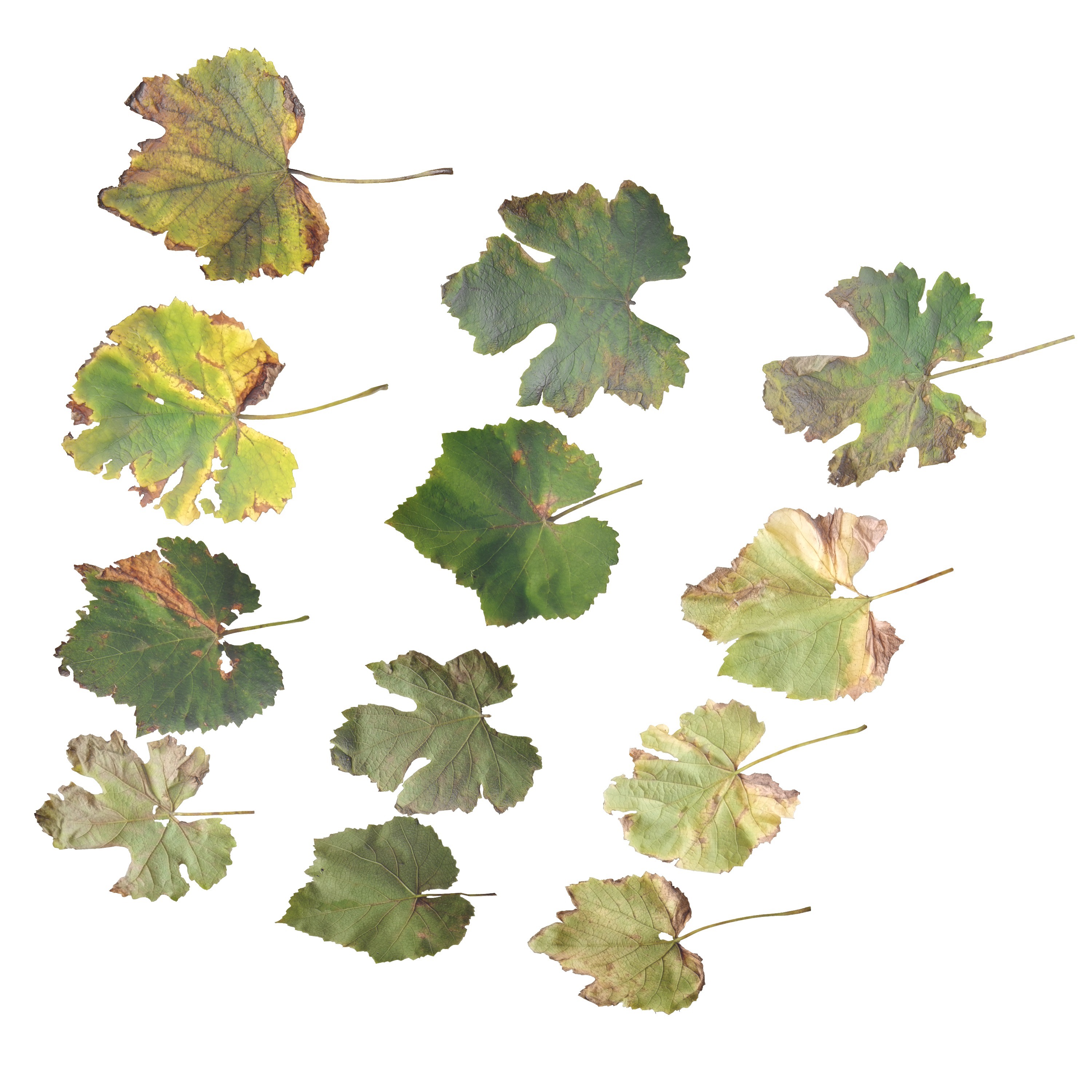 Fall Autumn Grape Leaves Leaf Low-poly 3D model_6