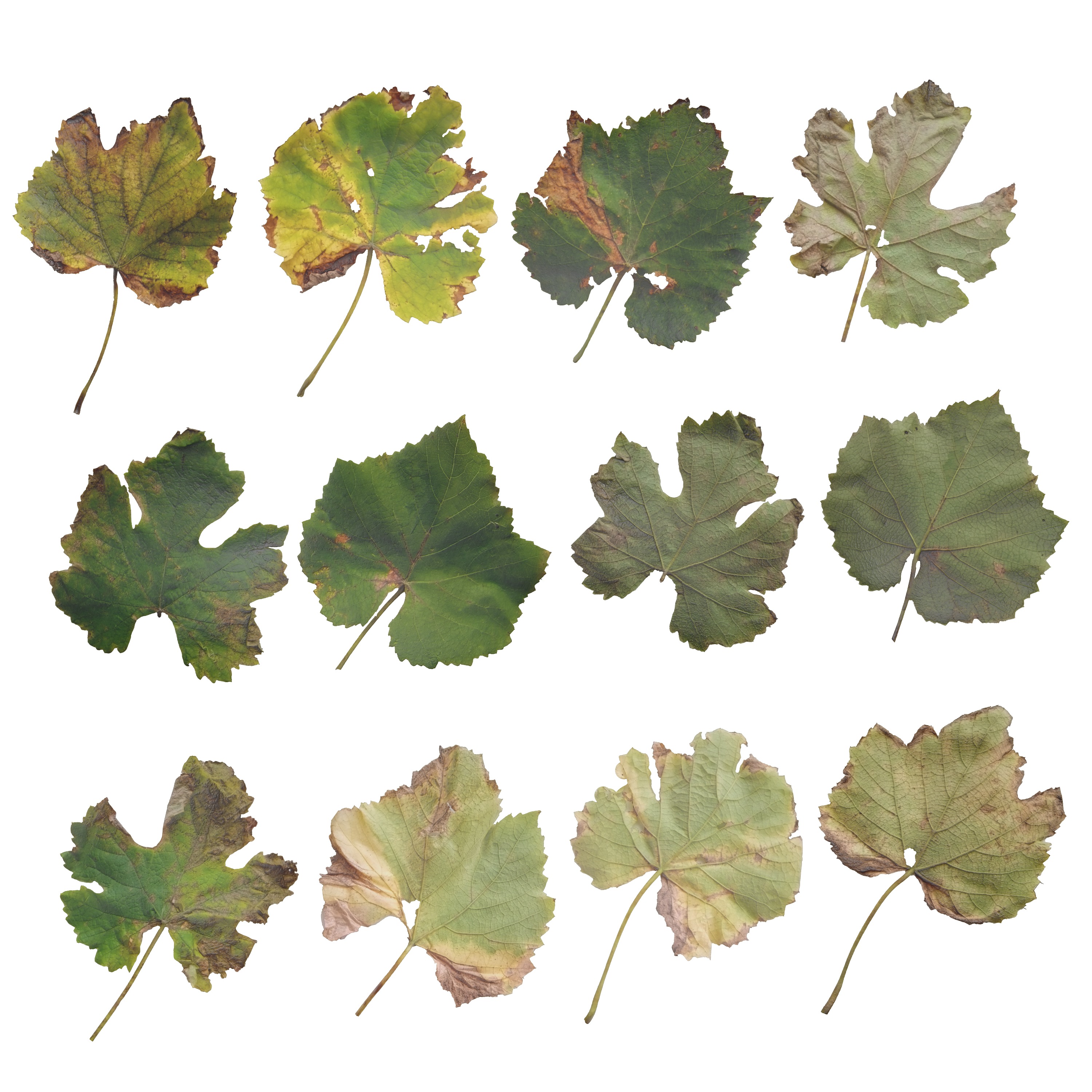 Fall Autumn Grape Leaves Leaf Low-poly 3D model_3
