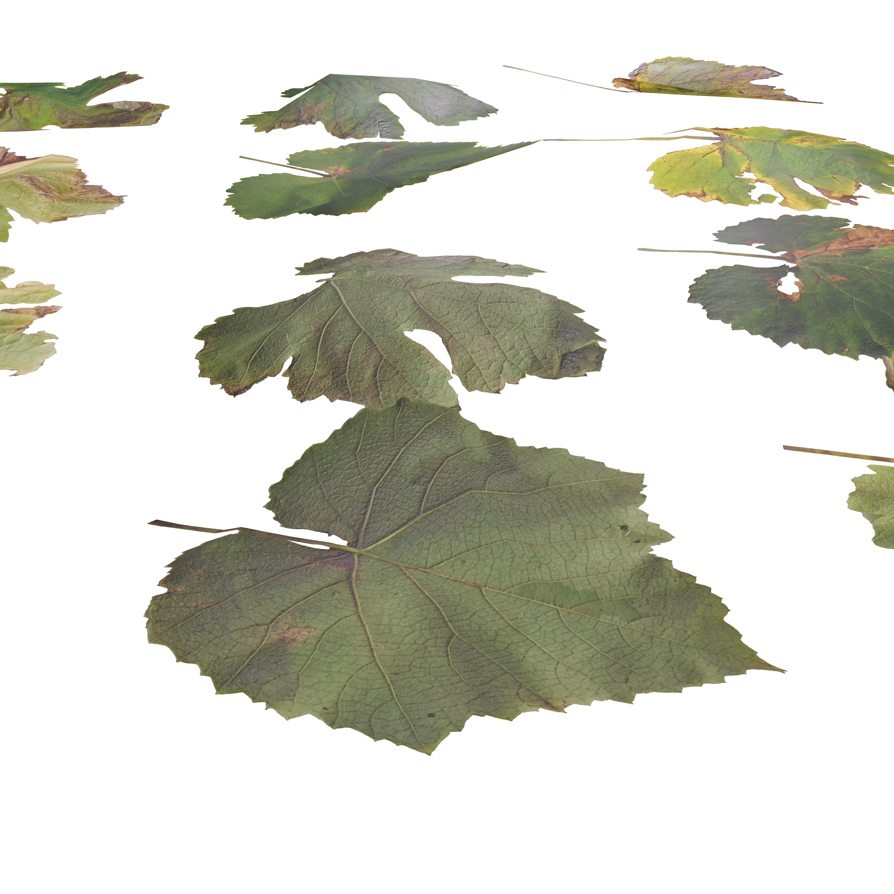 Fall Autumn Grape Leaves Leaf Low-poly 3D model_4
