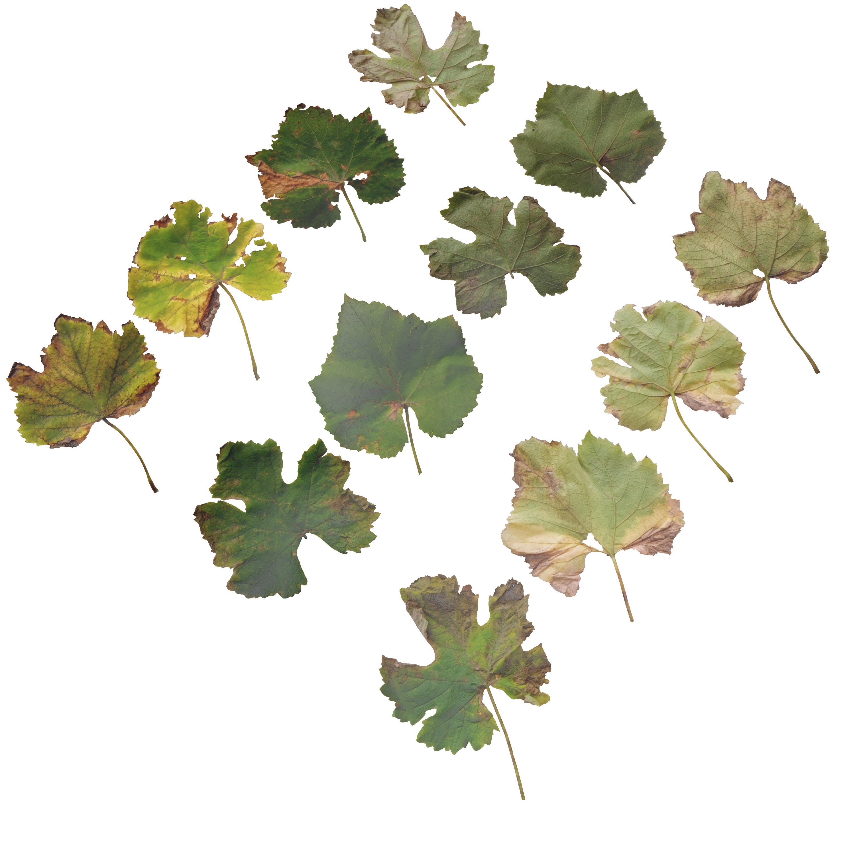 Fall Autumn Grape Leaves Leaf Low-poly 3D model_7