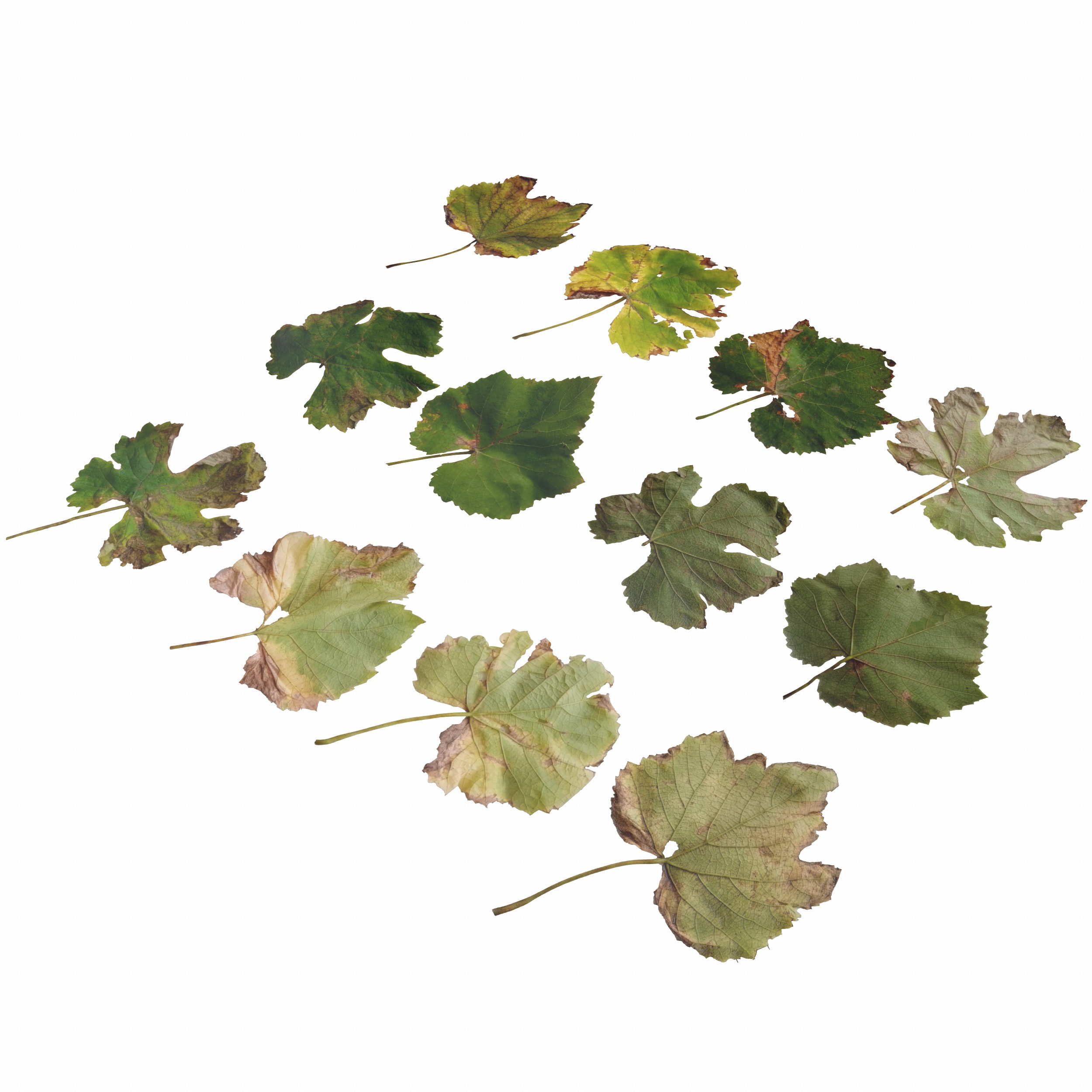 Fall Autumn Grape Leaves Leaf Low-poly 3D model_15