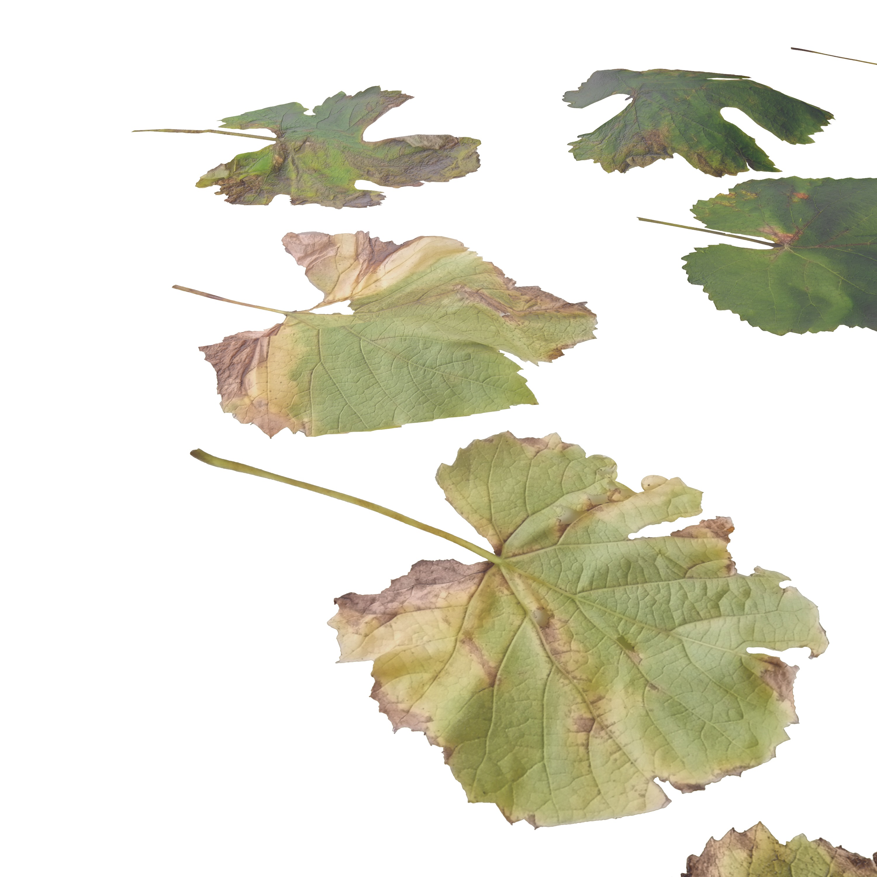 Fall Autumn Grape Leaves Leaf Low-poly 3D model_5