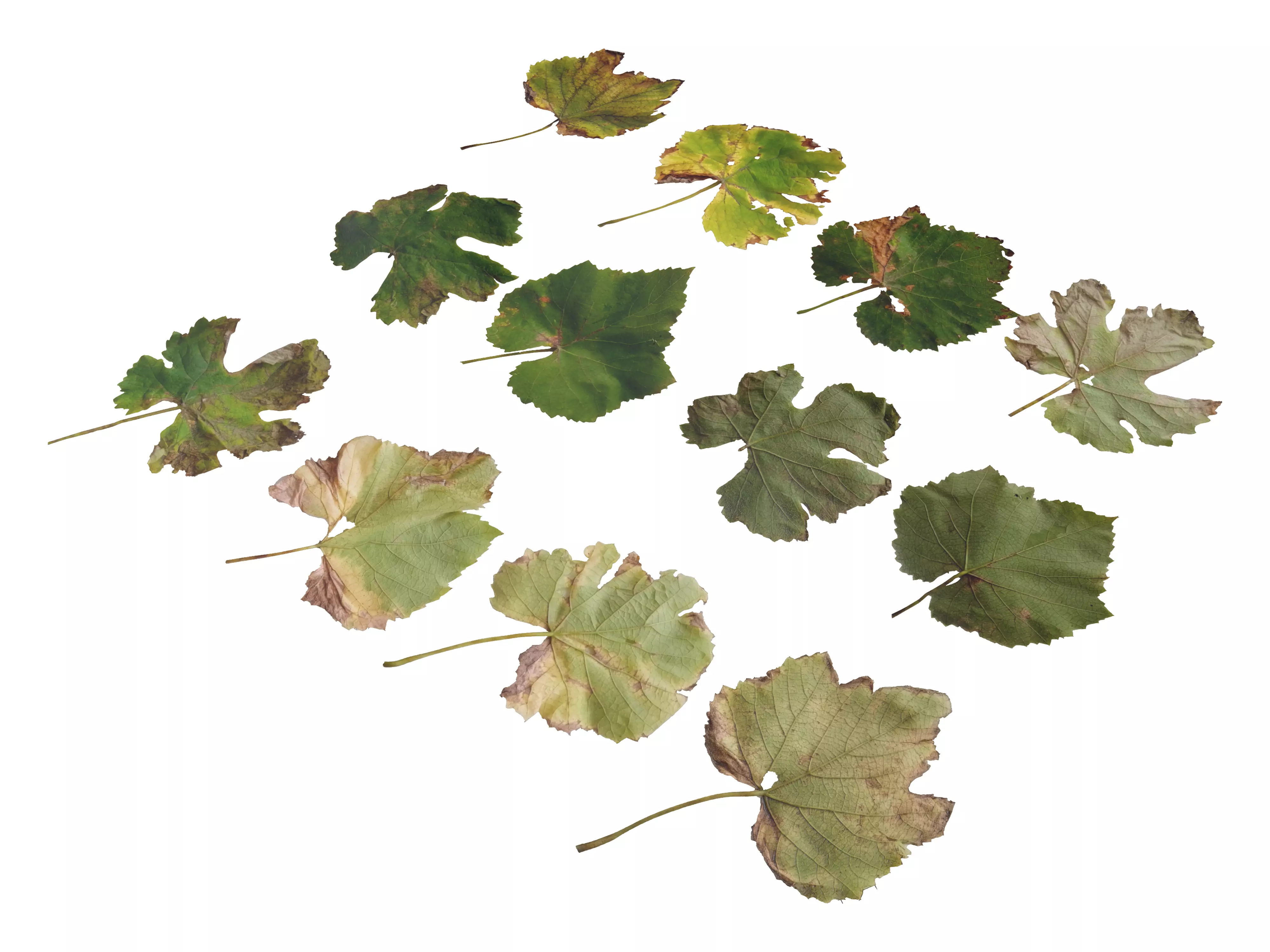 Fall Autumn Grape Leaves Leaf Low-poly 3D model_0