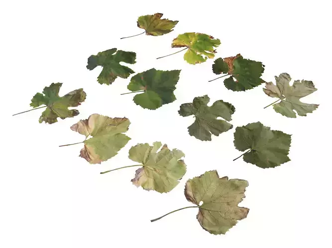 Fall Autumn Grape Leaves Leaf Low-poly 3D model