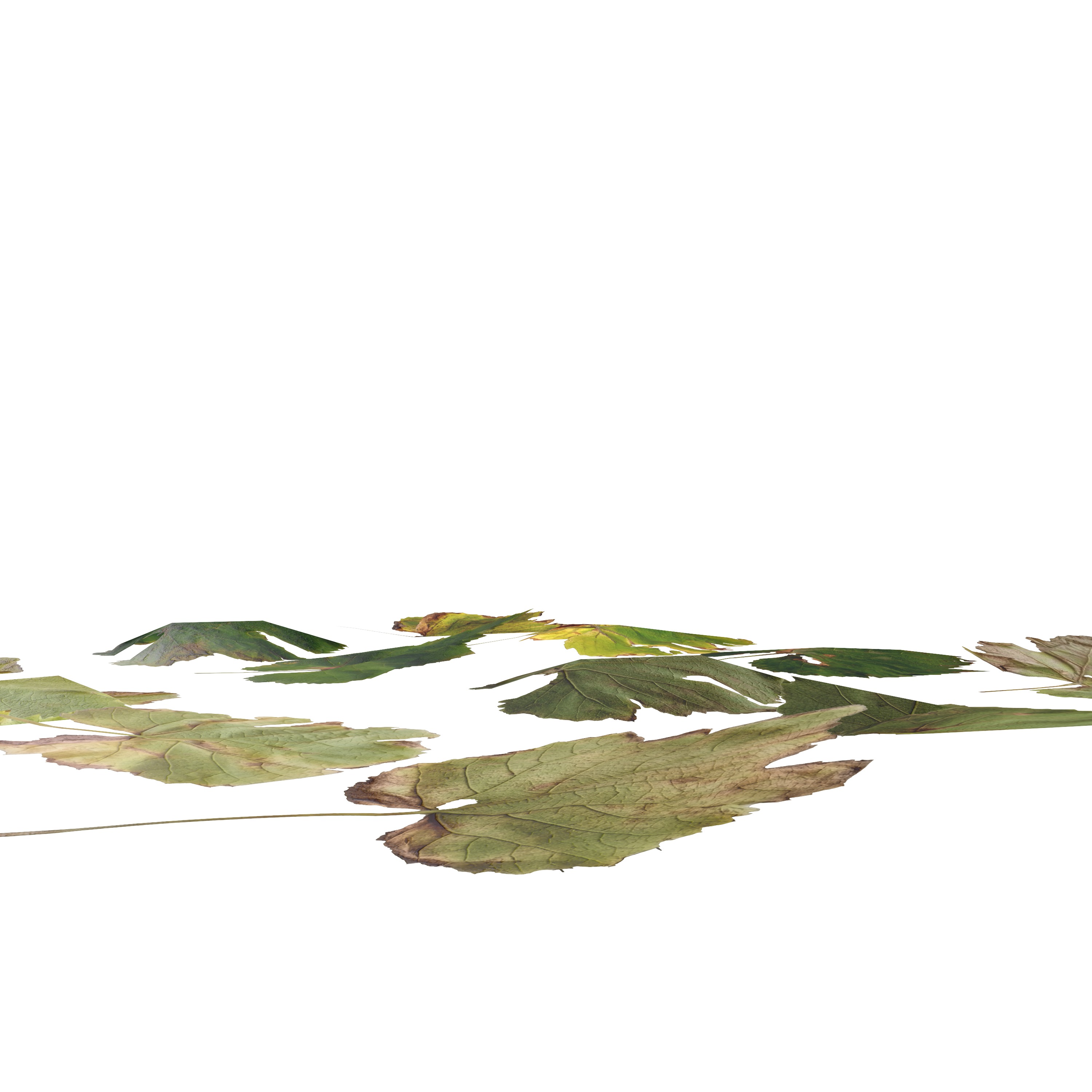 Fall Autumn Grape Leaves Leaf Low-poly 3D model_13