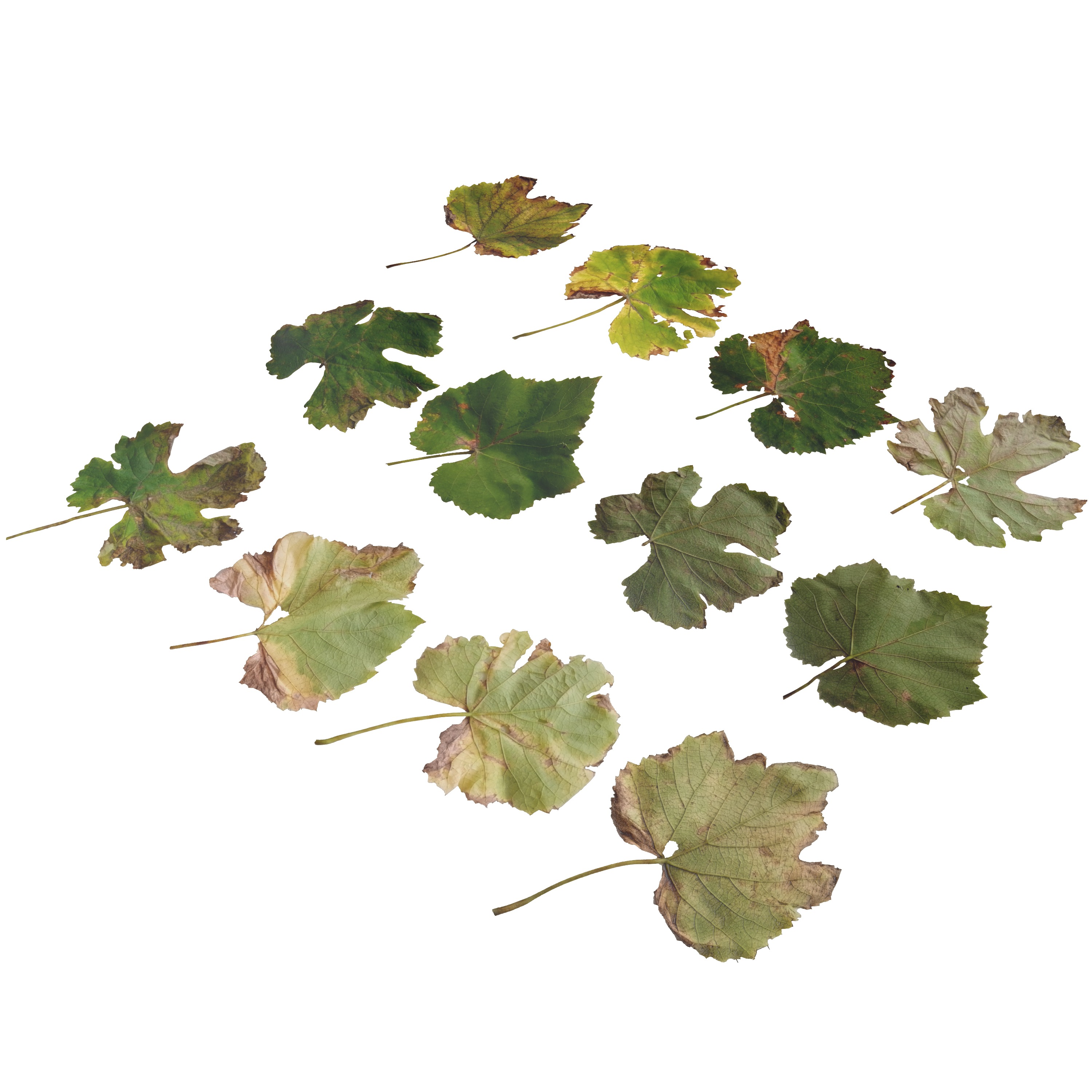 Fall Autumn Grape Leaves Leaf Low-poly 3D model_8