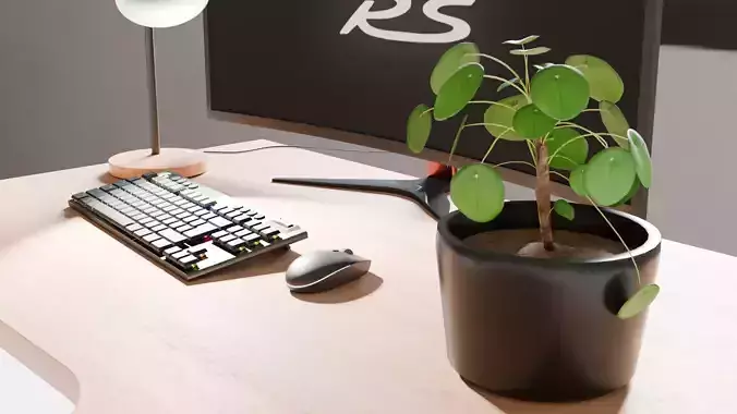 Chinese Money Plant - Pancake Plant - High-quality 3D model