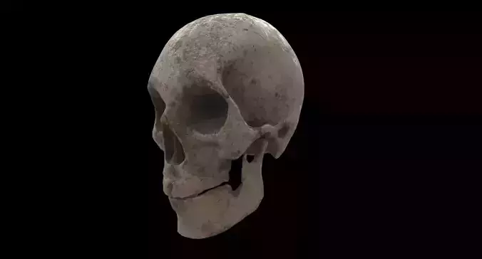 human skull