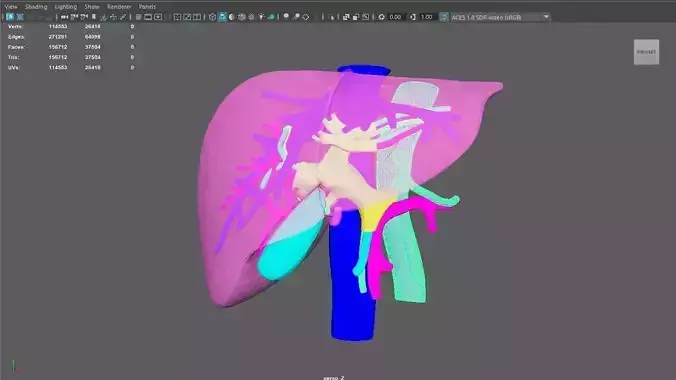 3D Model of Liver Vasculature