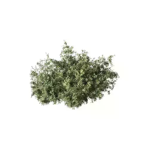 Natural Topiary Bush