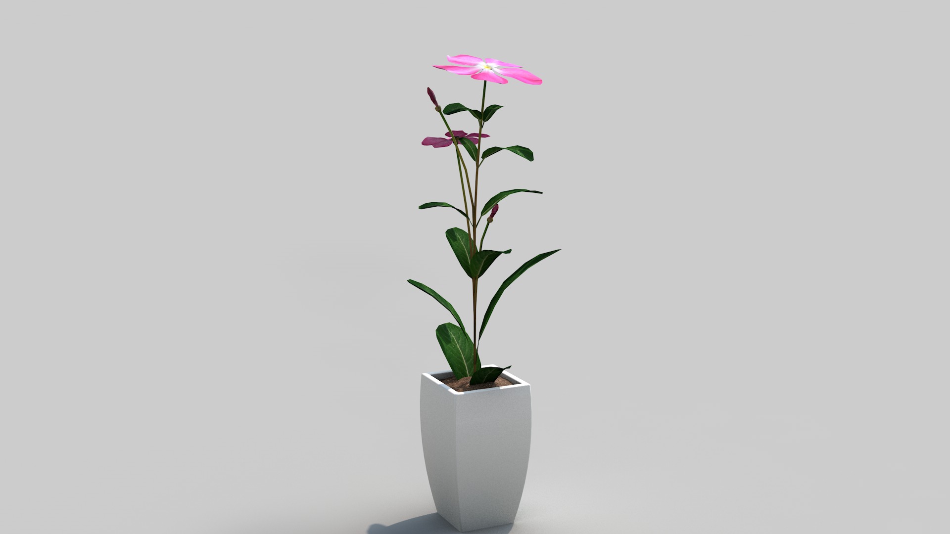 Fhower Vinca rigged 3D model_4