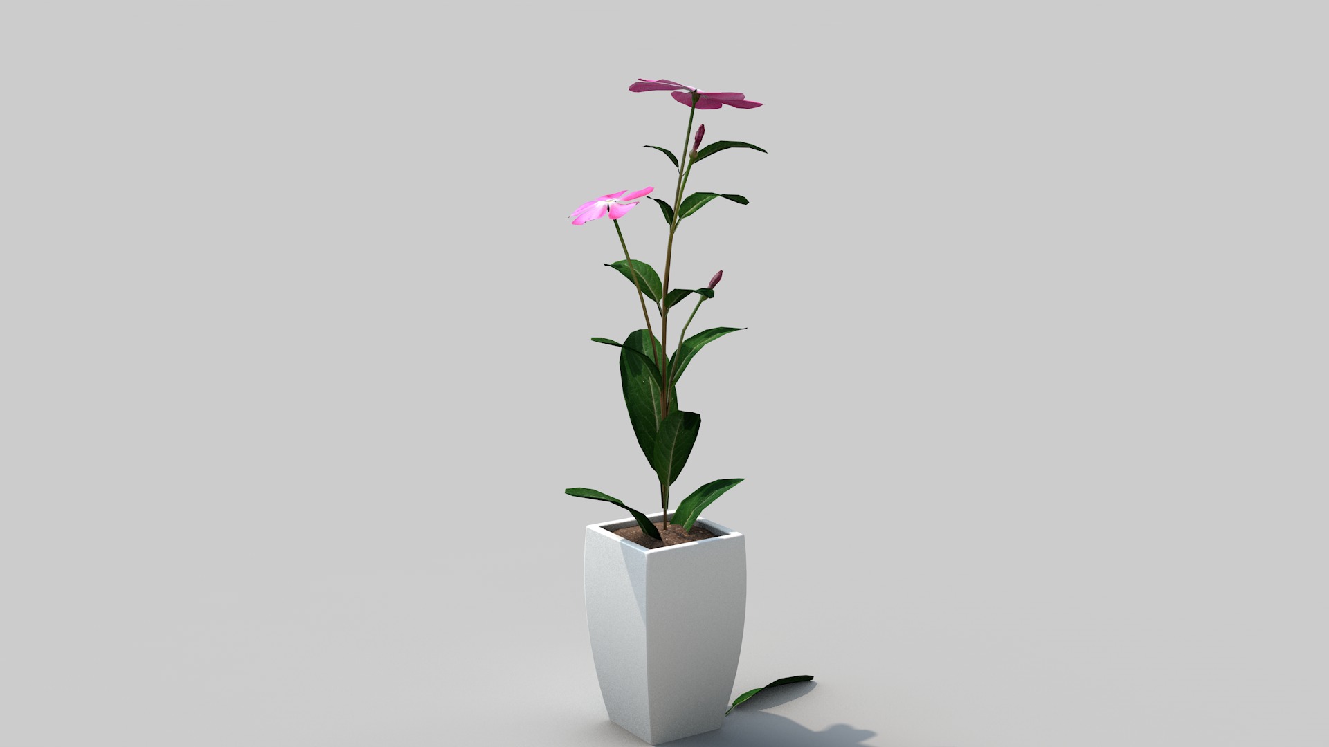 Fhower Vinca rigged 3D model_3