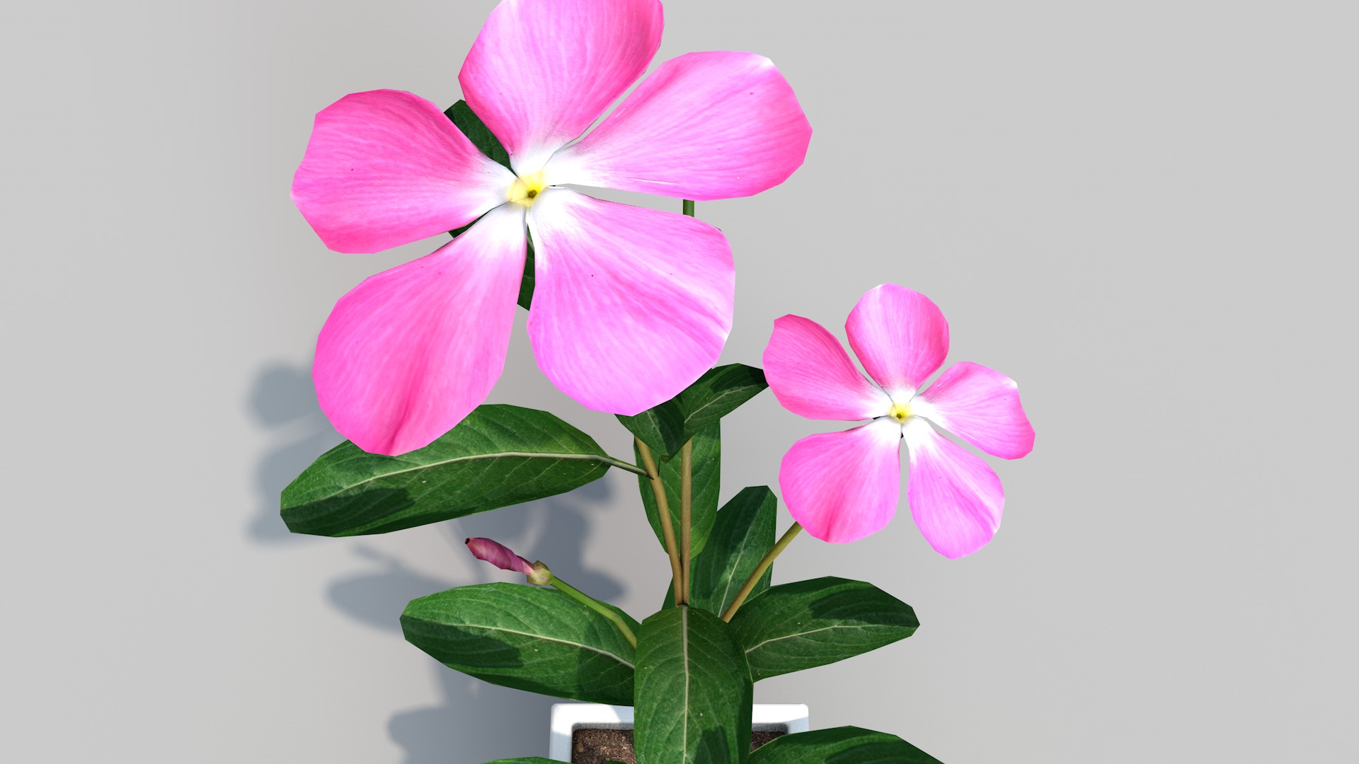 Fhower Vinca rigged 3D model_9