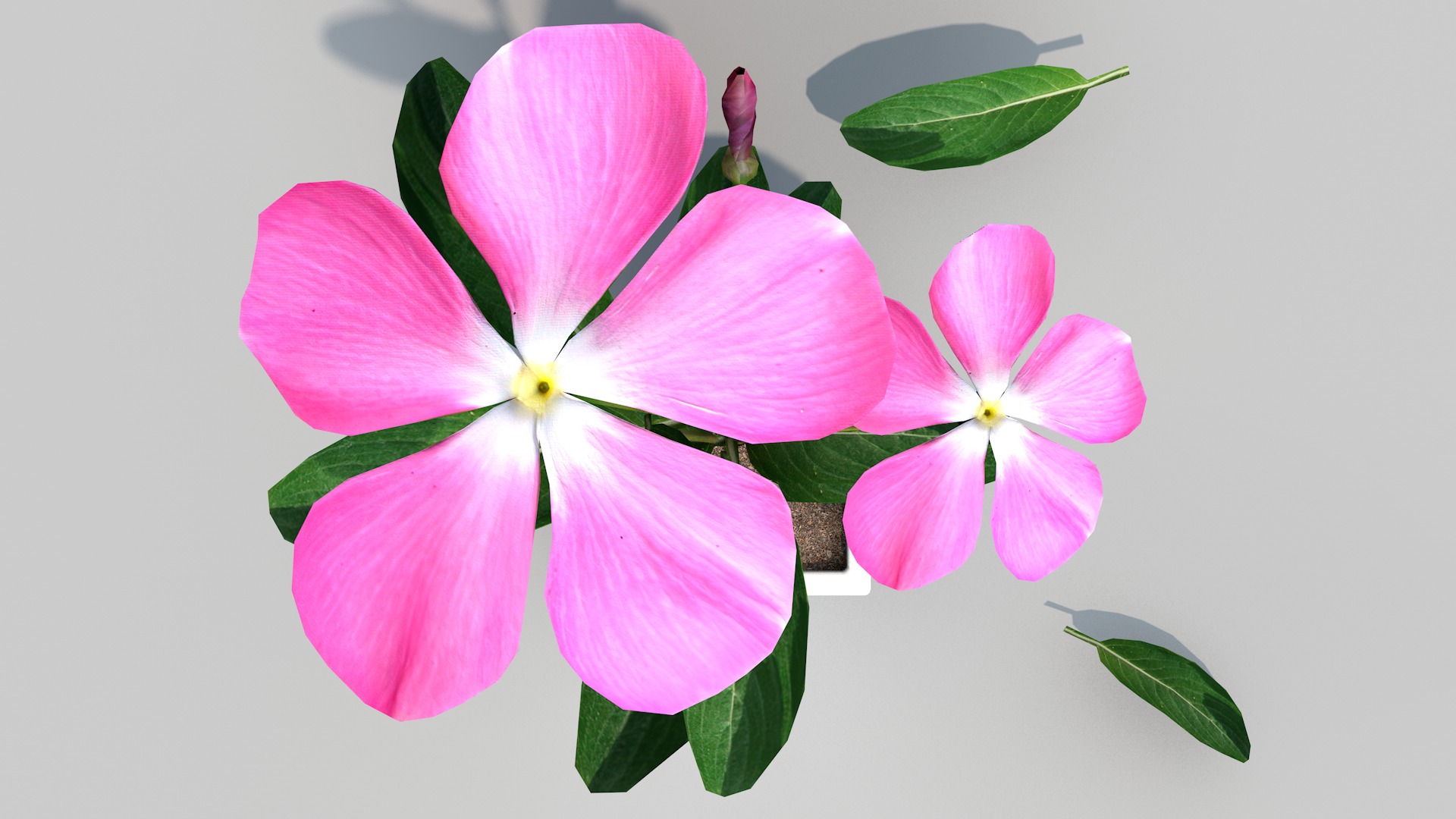 Fhower Vinca rigged 3D model_1
