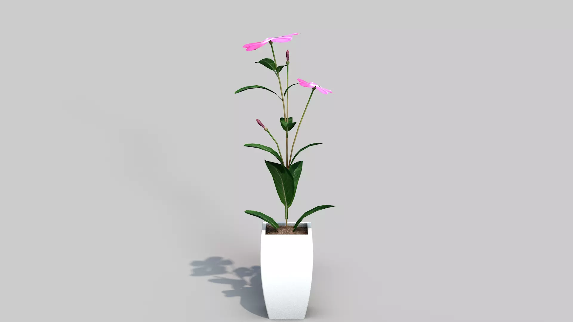 Fhower Vinca rigged 3D model_0