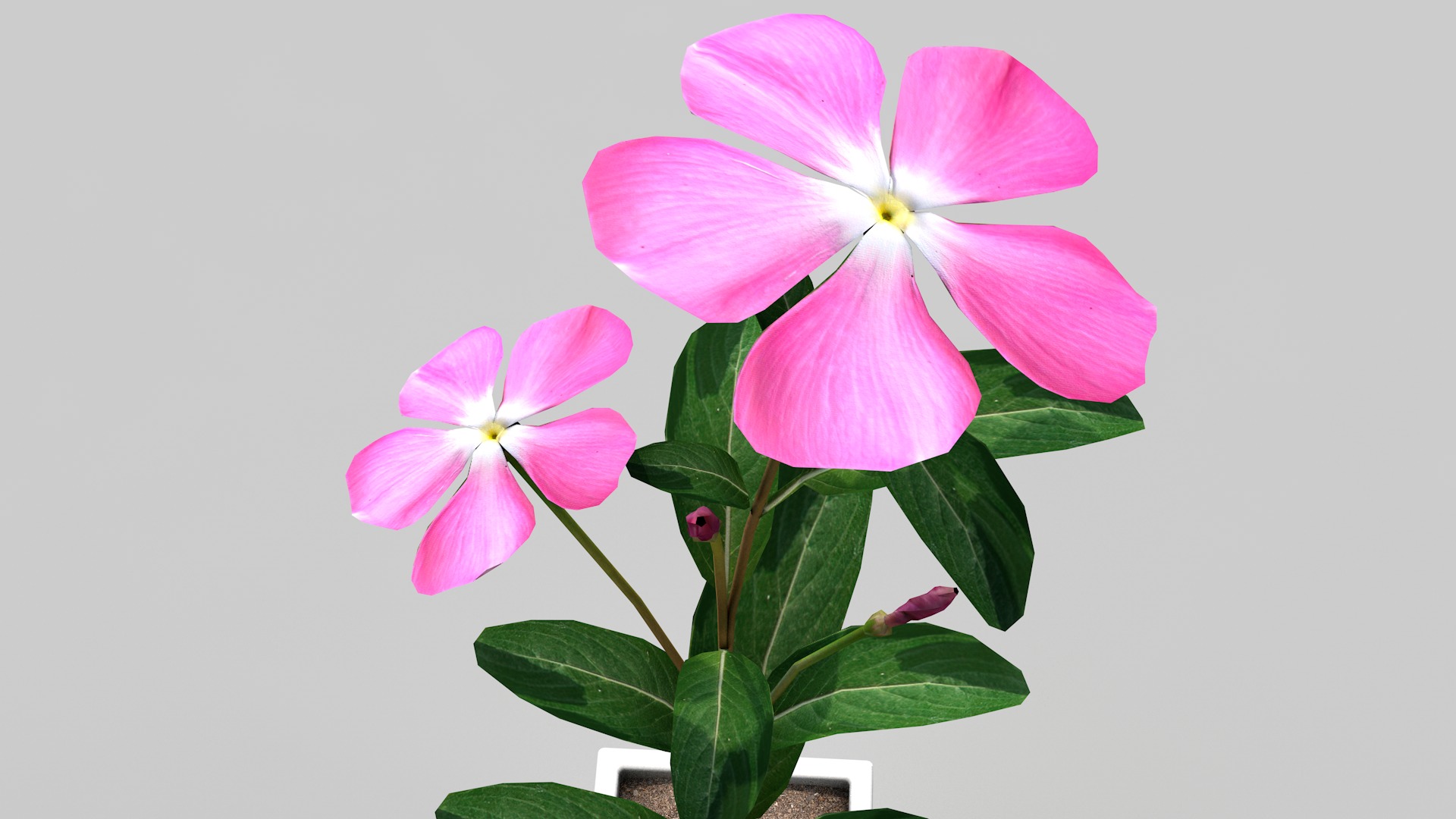 Fhower Vinca rigged 3D model_7
