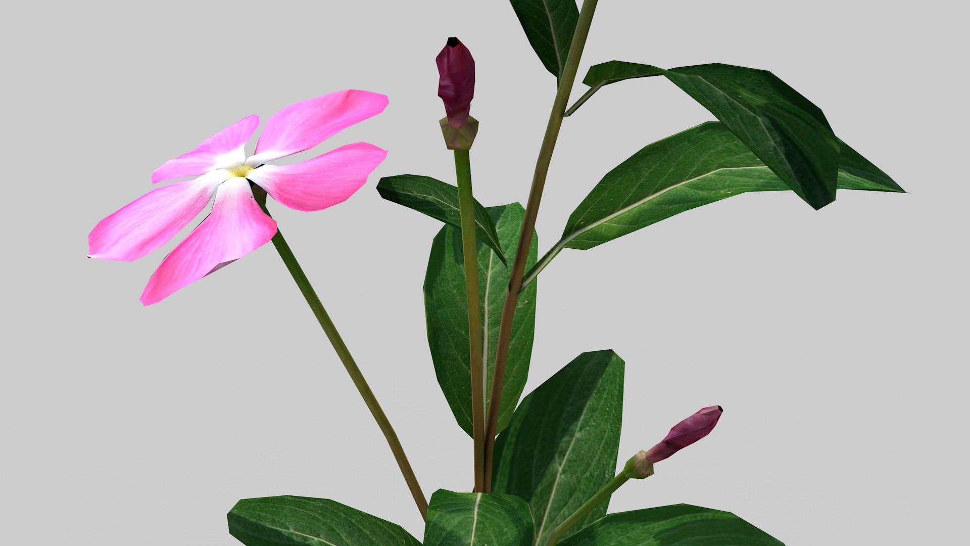 Fhower Vinca rigged 3D model_6