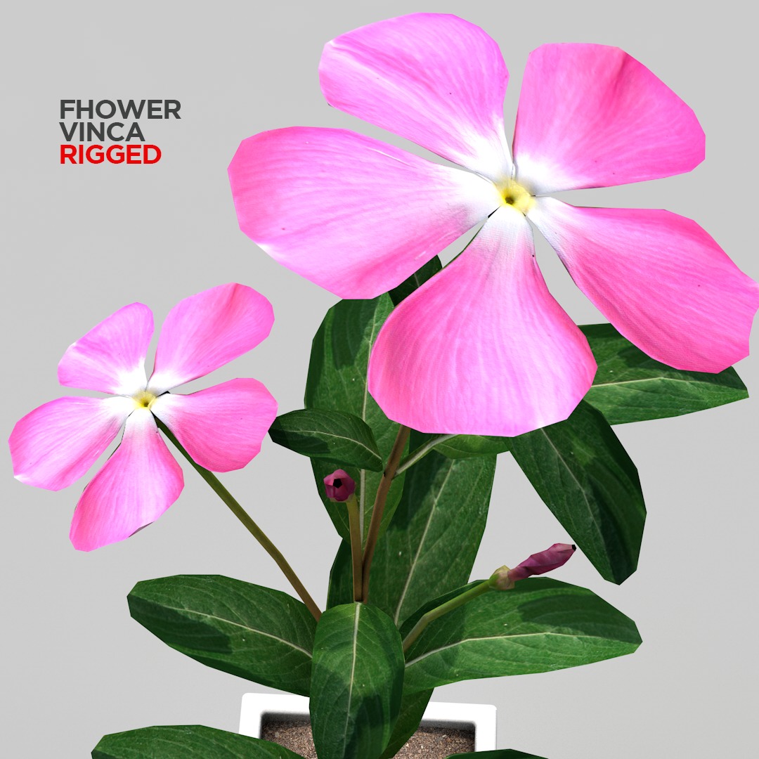 Fhower Vinca rigged 3D model_10