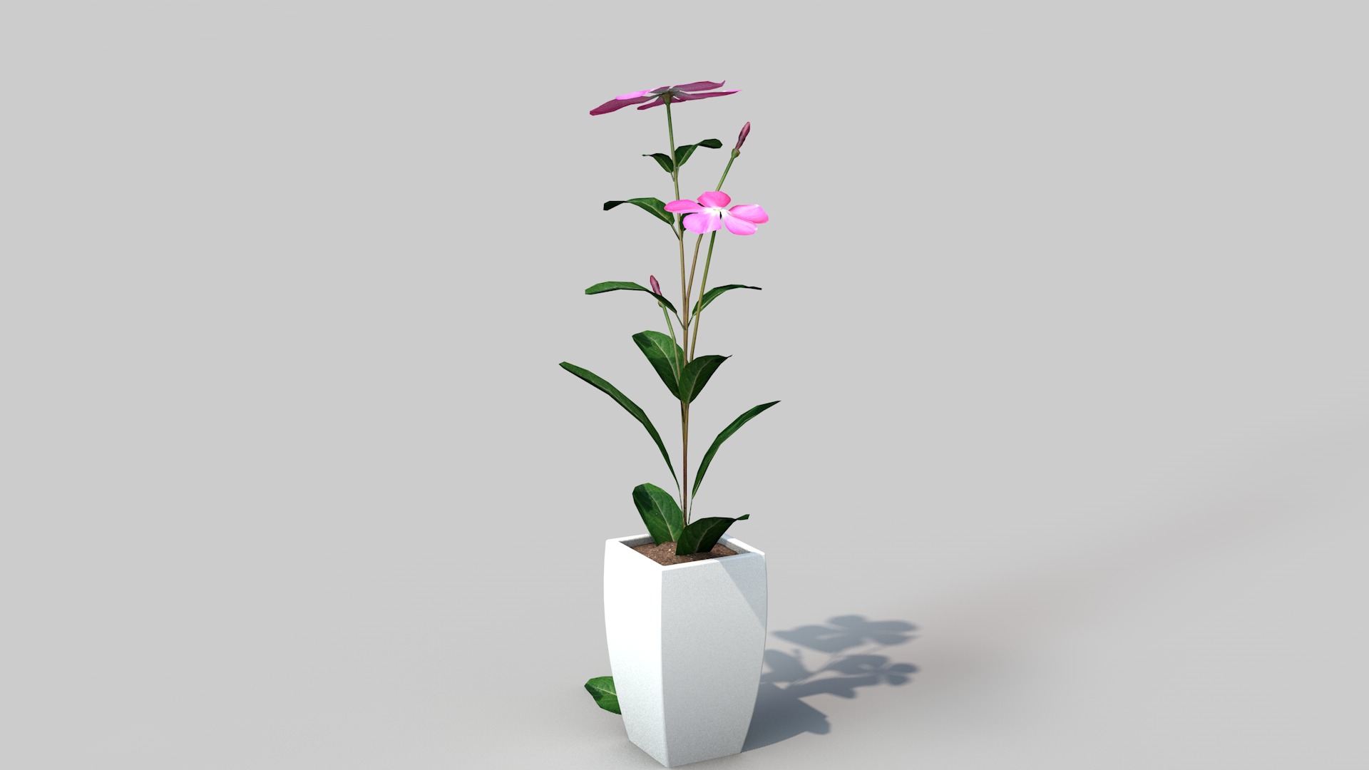 Fhower Vinca rigged 3D model_2