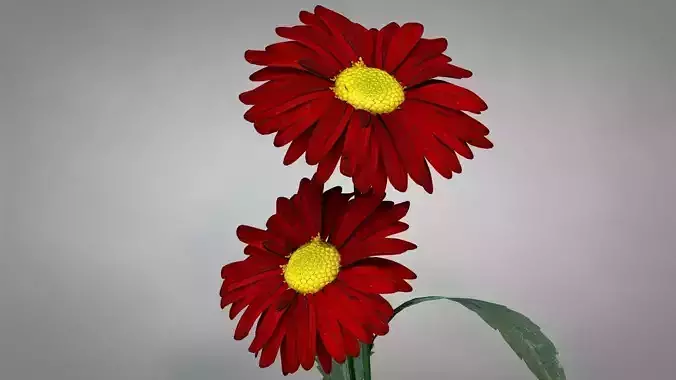 Flower Chrysanthemum Red 3D model