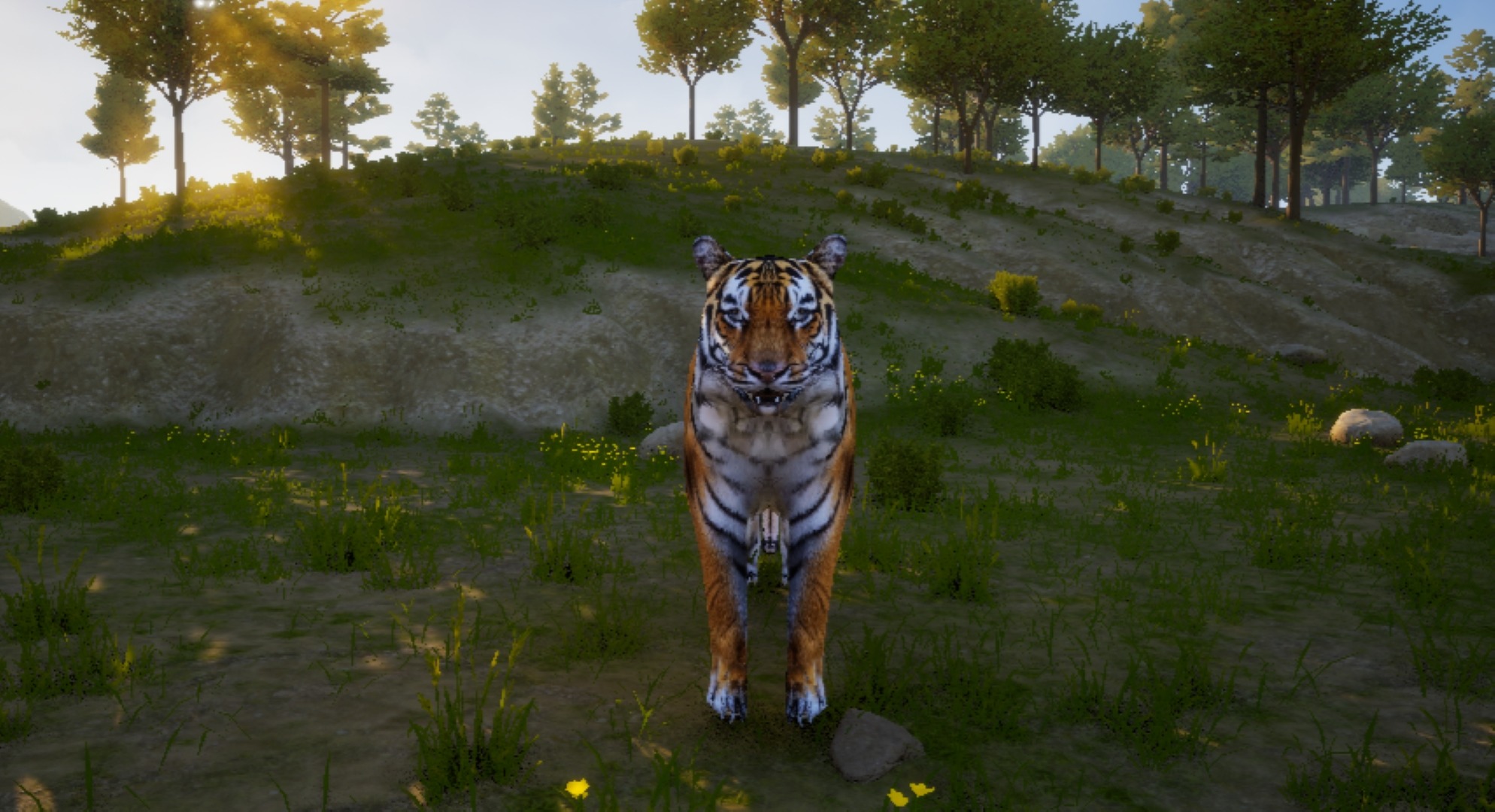 Siberian Tiger 3D Model 3D model_1