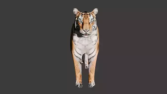 Siberian Tiger 3D Model