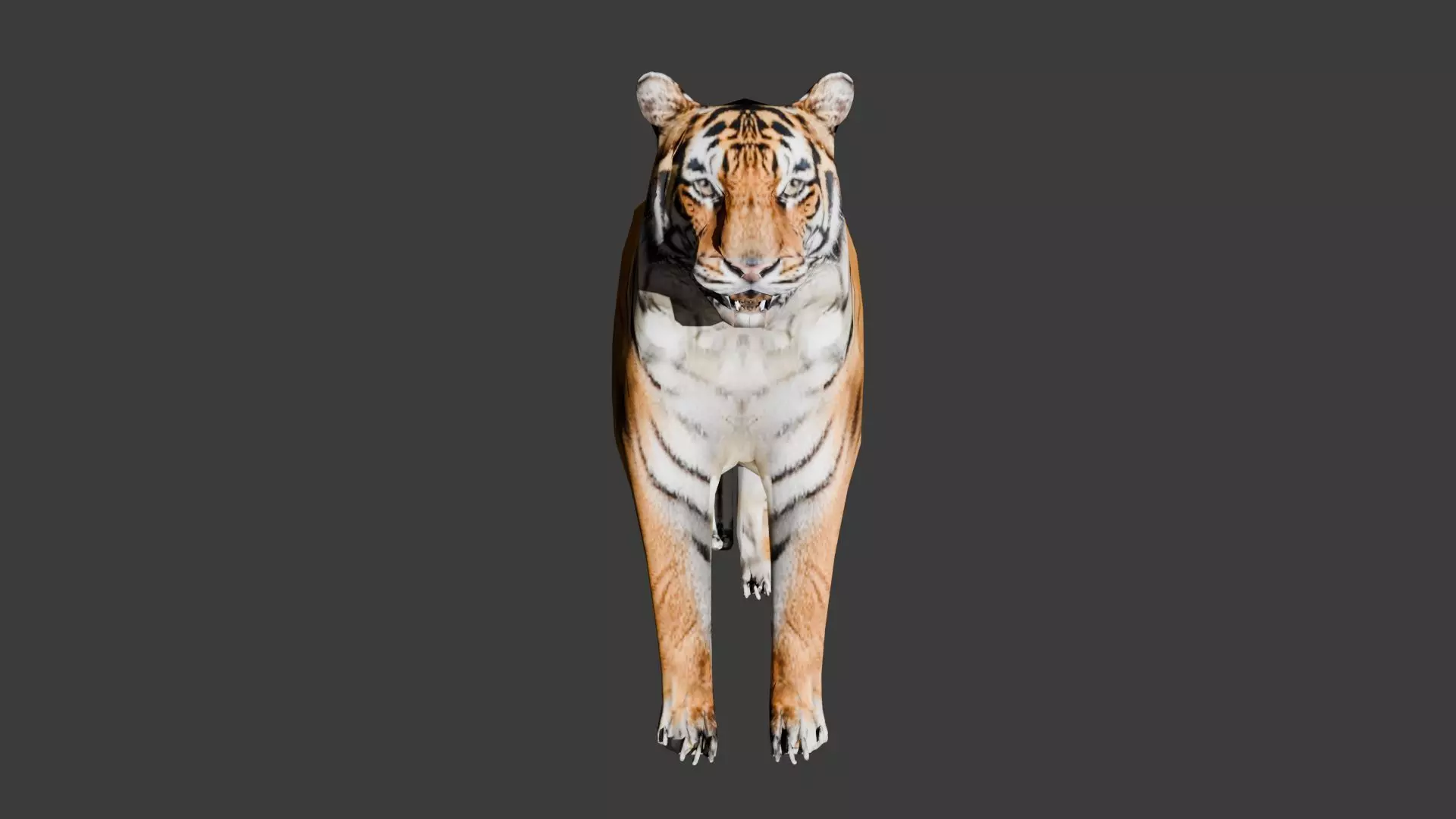 Siberian Tiger 3D Model 3D model_0