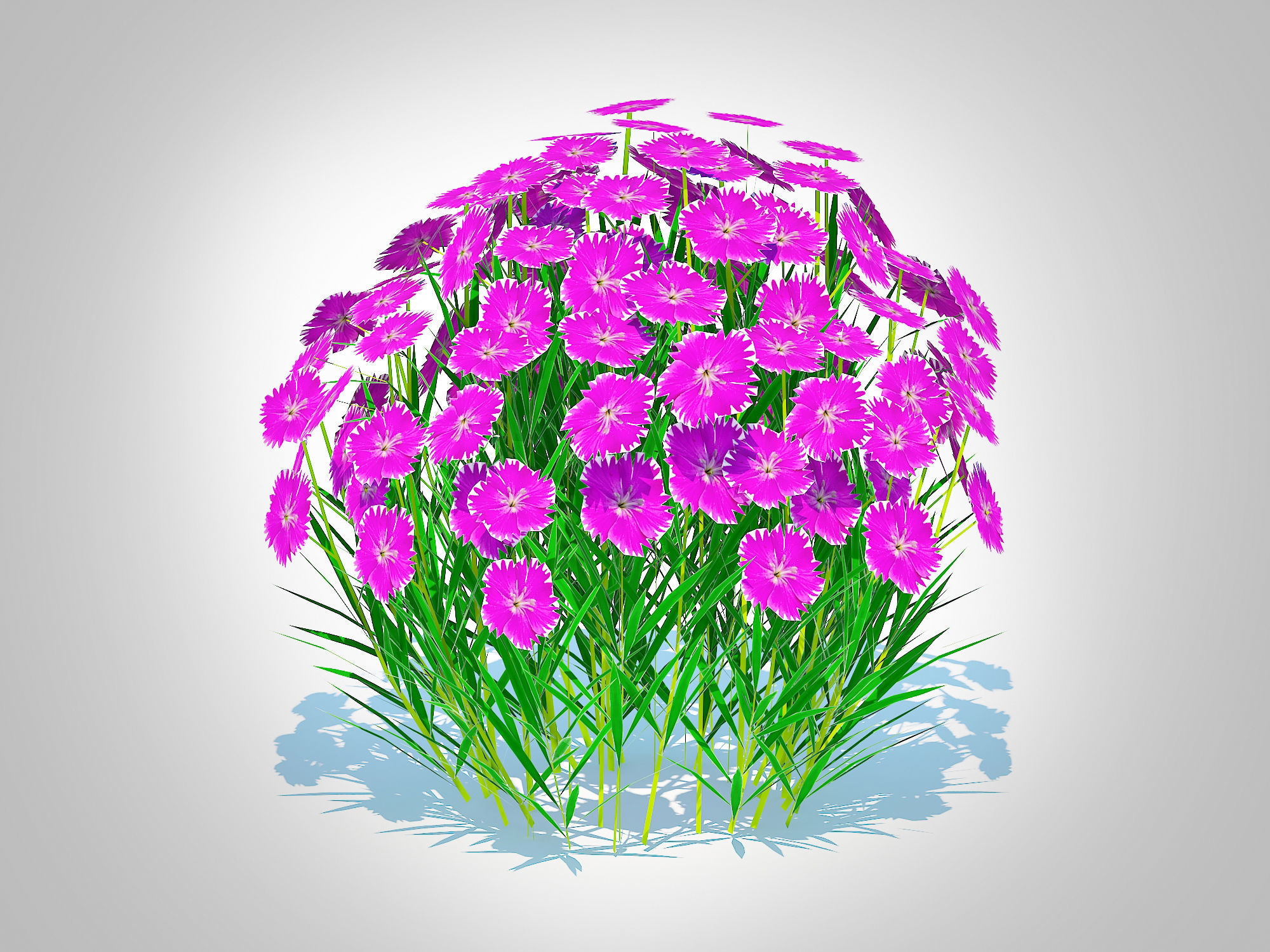 Plant   Dianthus deltoides - Zing   3D model_1
