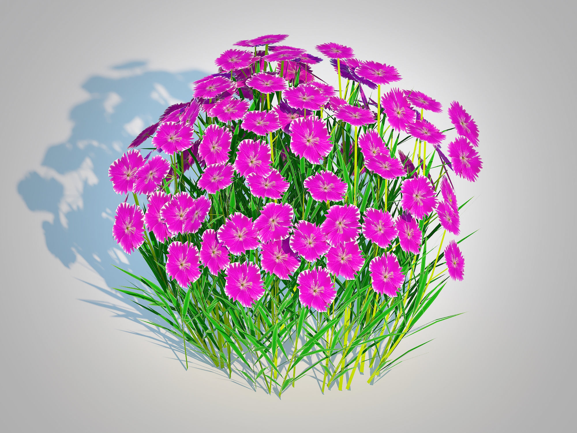 Plant   Dianthus deltoides - Zing   3D model_4