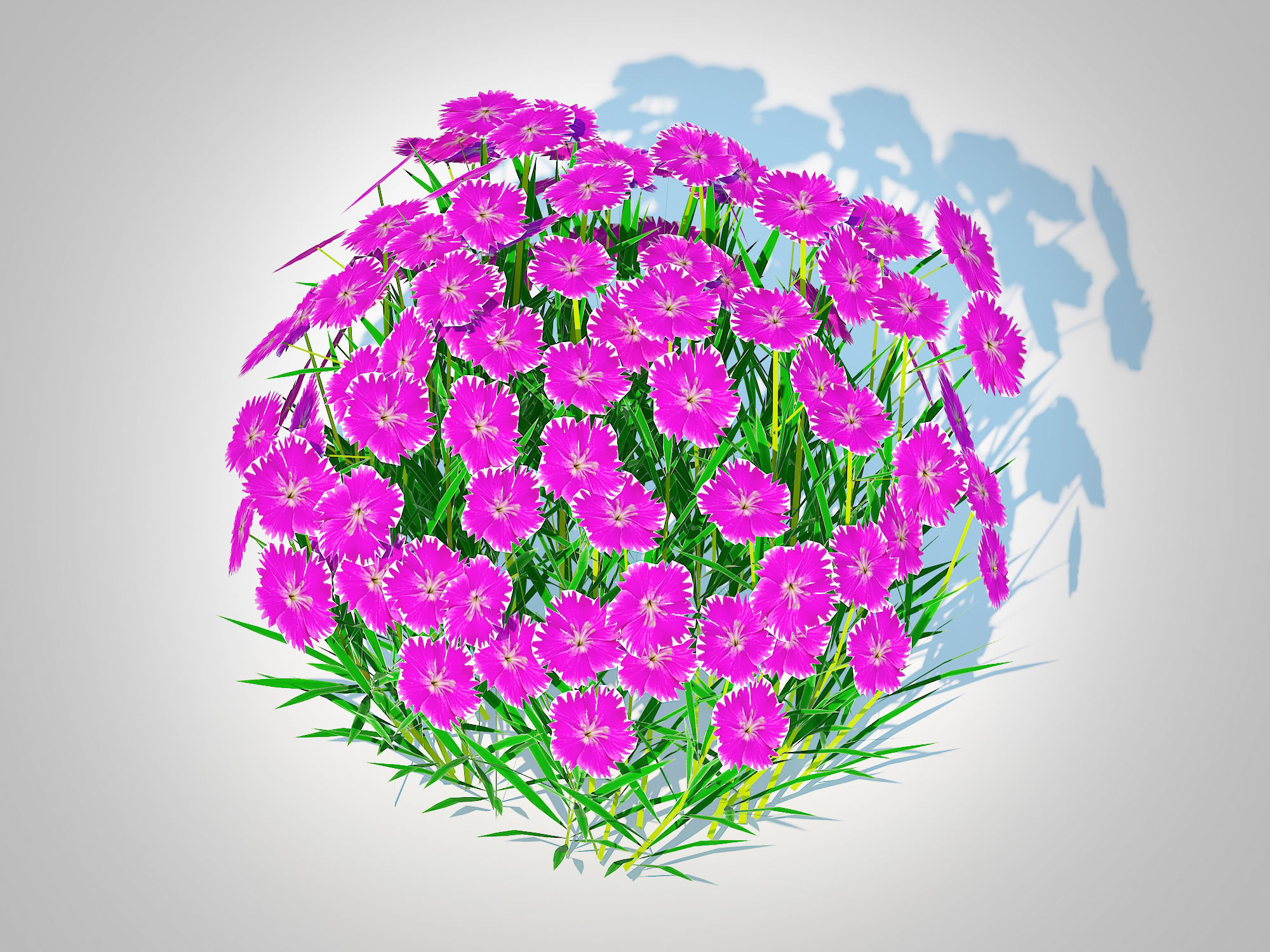 Plant   Dianthus deltoides - Zing   3D model_2