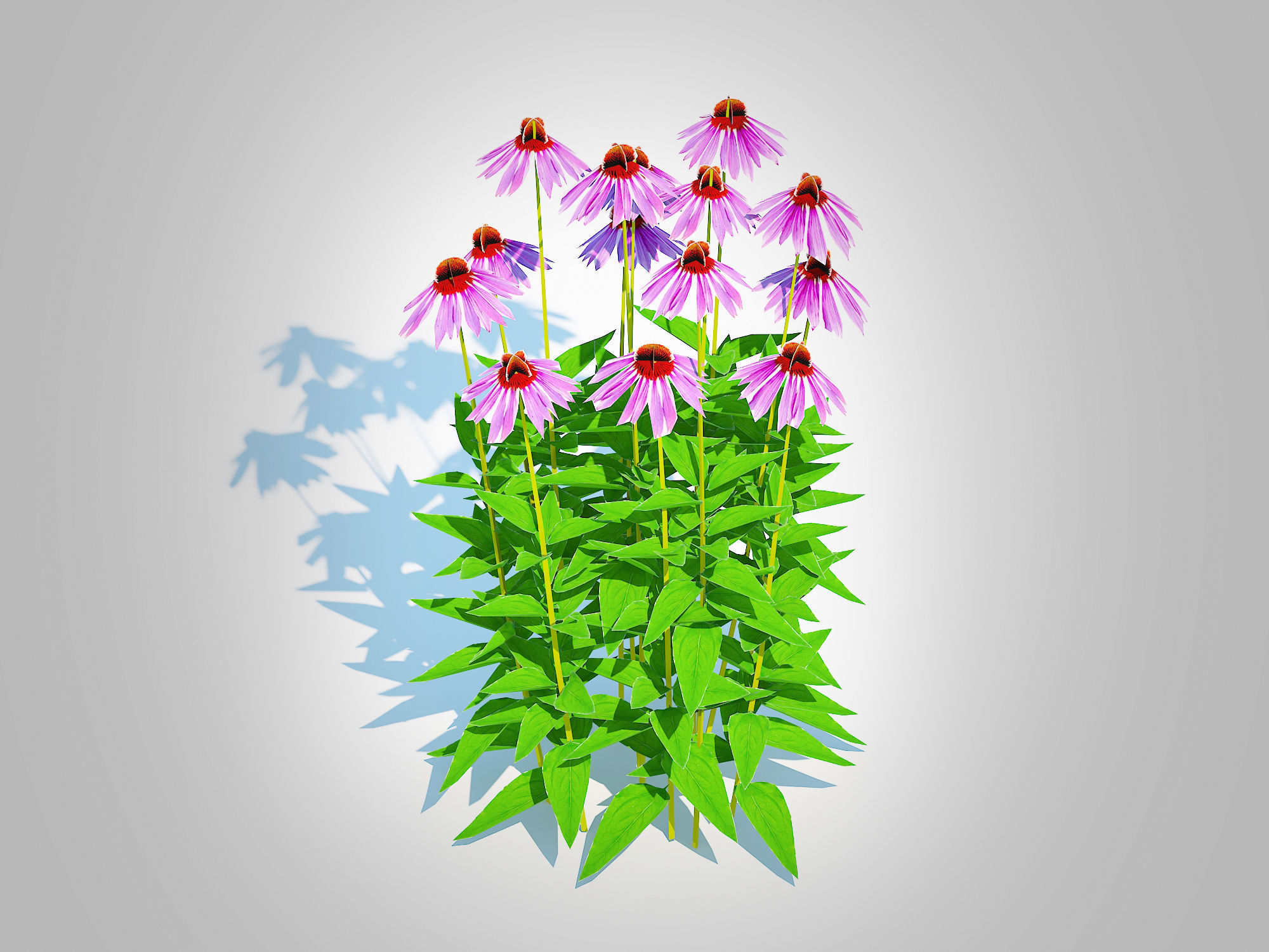 Plant  Echinacea - purple coneflower Low-poly 3D model_1