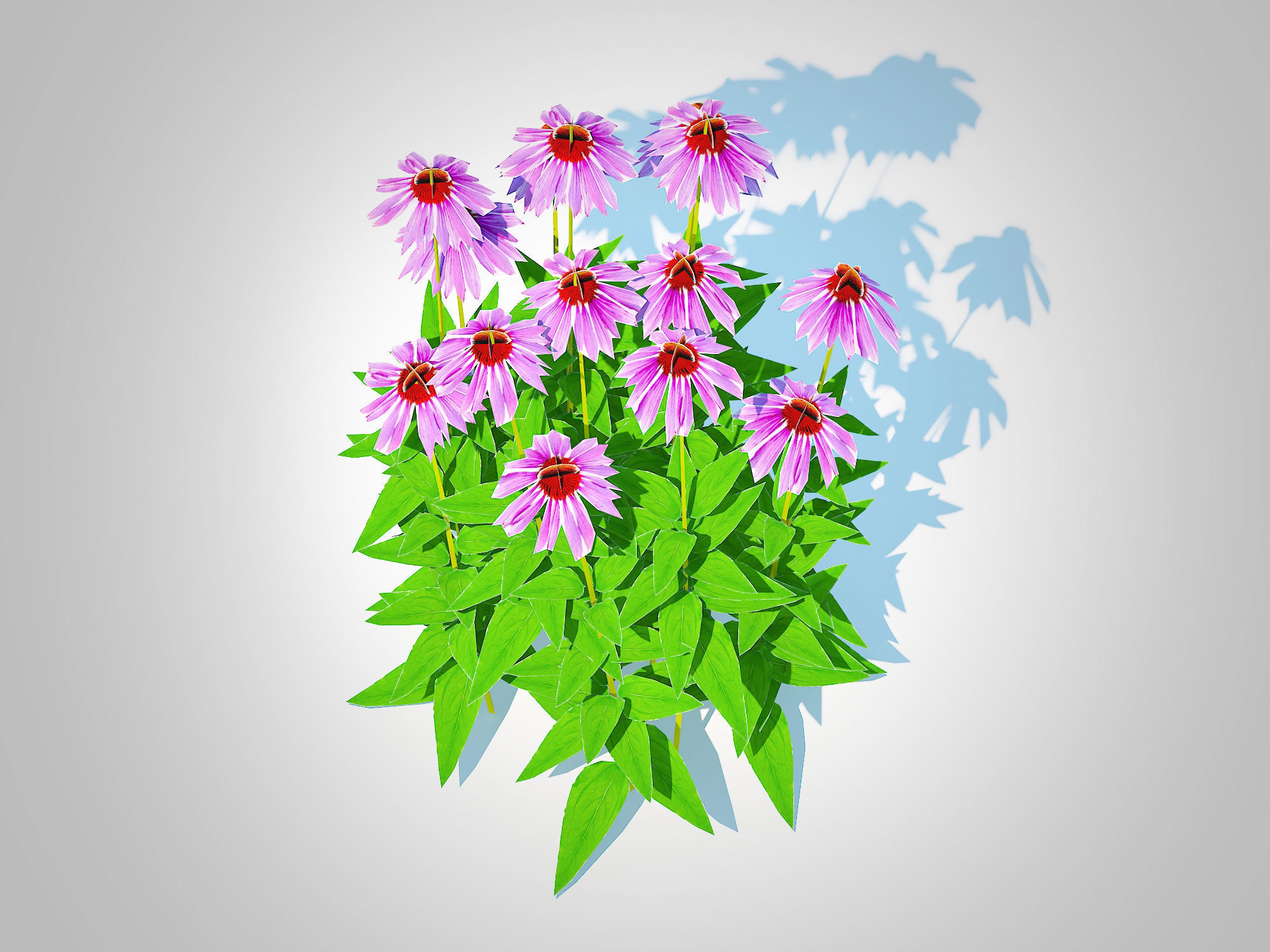 Plant  Echinacea - purple coneflower Low-poly 3D model_3