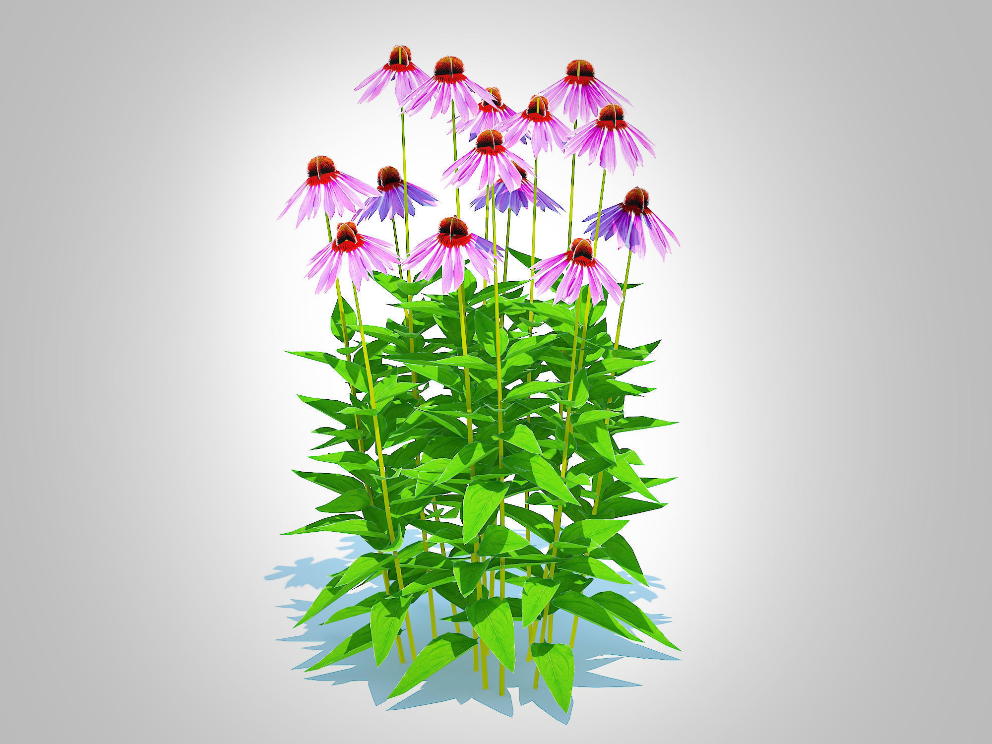 Plant  Echinacea - purple coneflower Low-poly 3D model_2