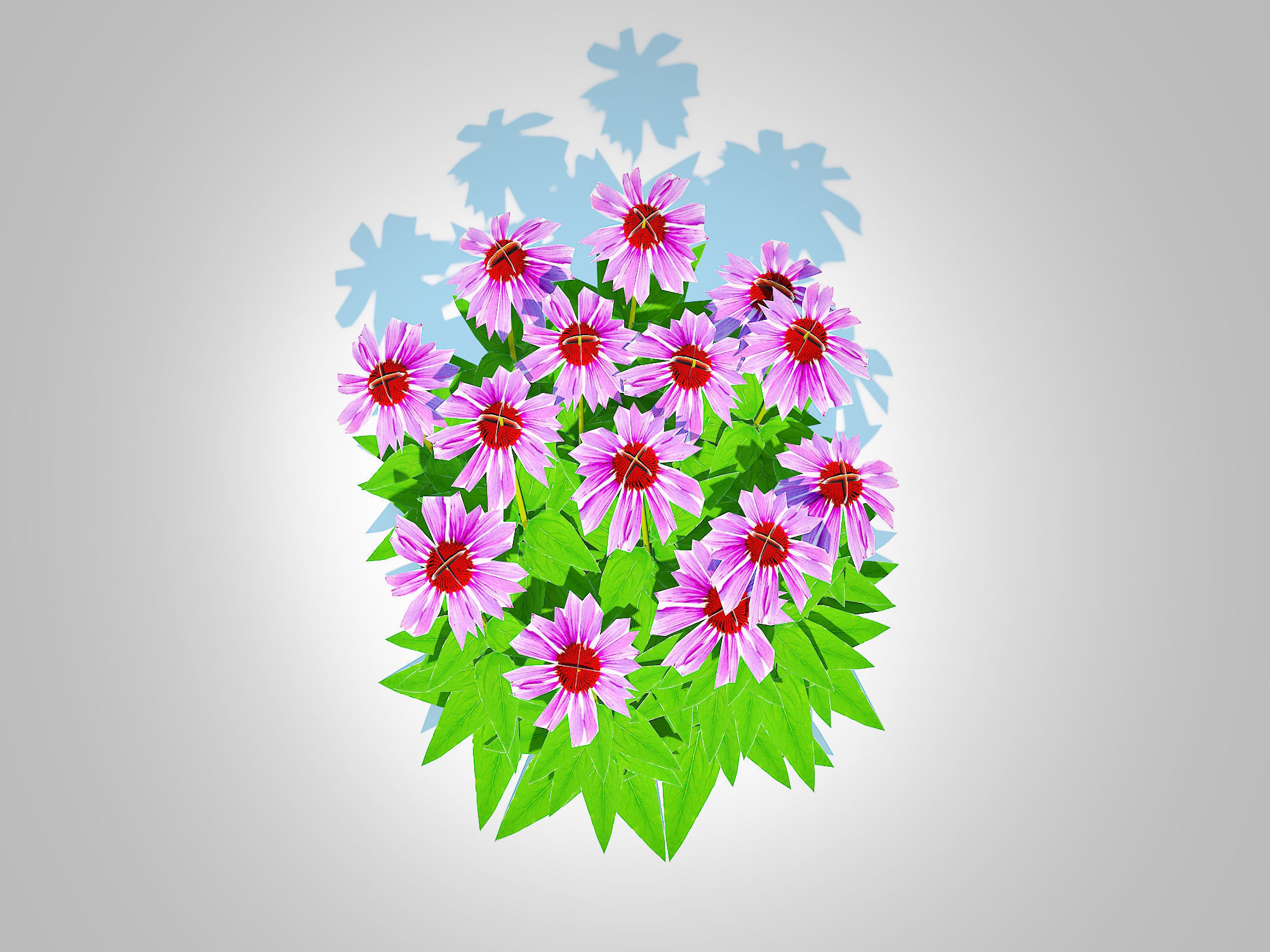 Plant  Echinacea - purple coneflower Low-poly 3D model_4