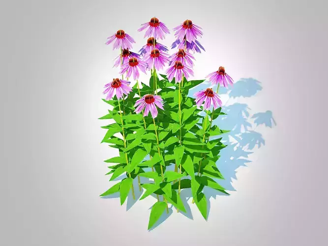 Plant  Echinacea - purple coneflower Low-poly 3D model Plant  Echinacea - purple coneflower Low-poly 3D model