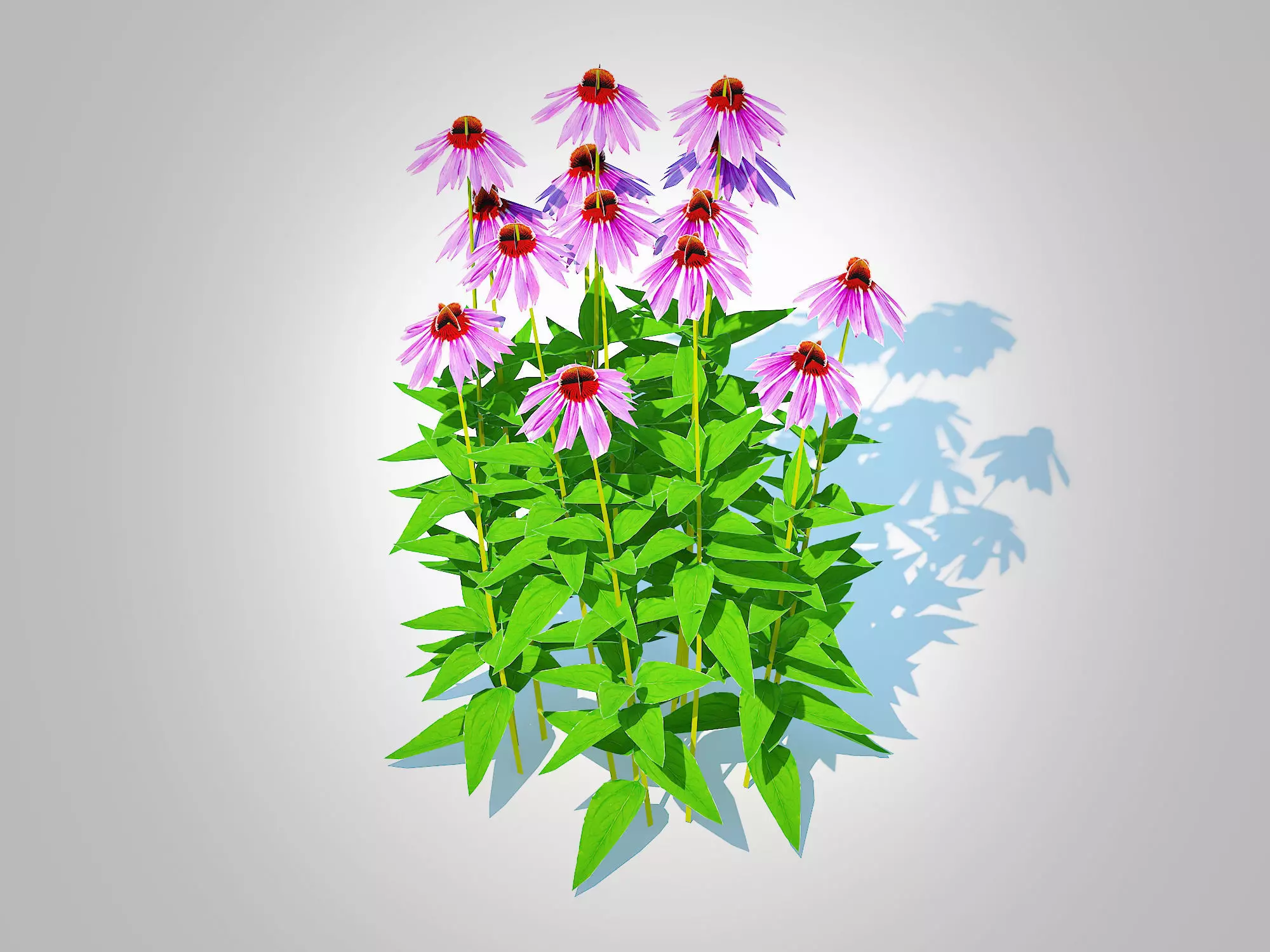 Plant  Echinacea - purple coneflower Low-poly 3D model_0