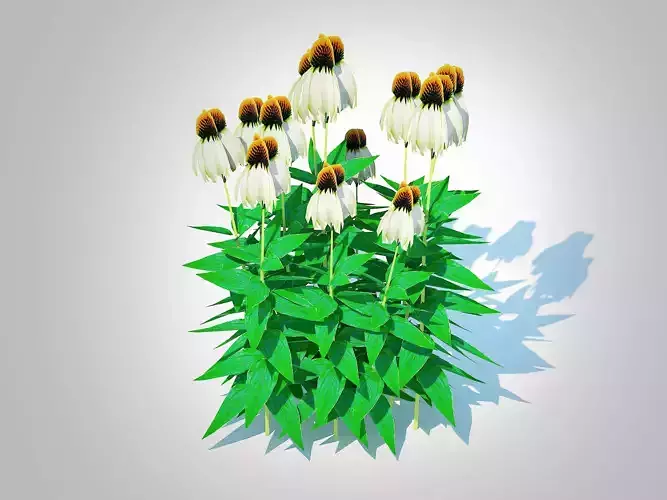 Plant  Echinacea - white coneflower Low-poly 3D model Plant  Echinacea - white coneflower Low-poly 3D model