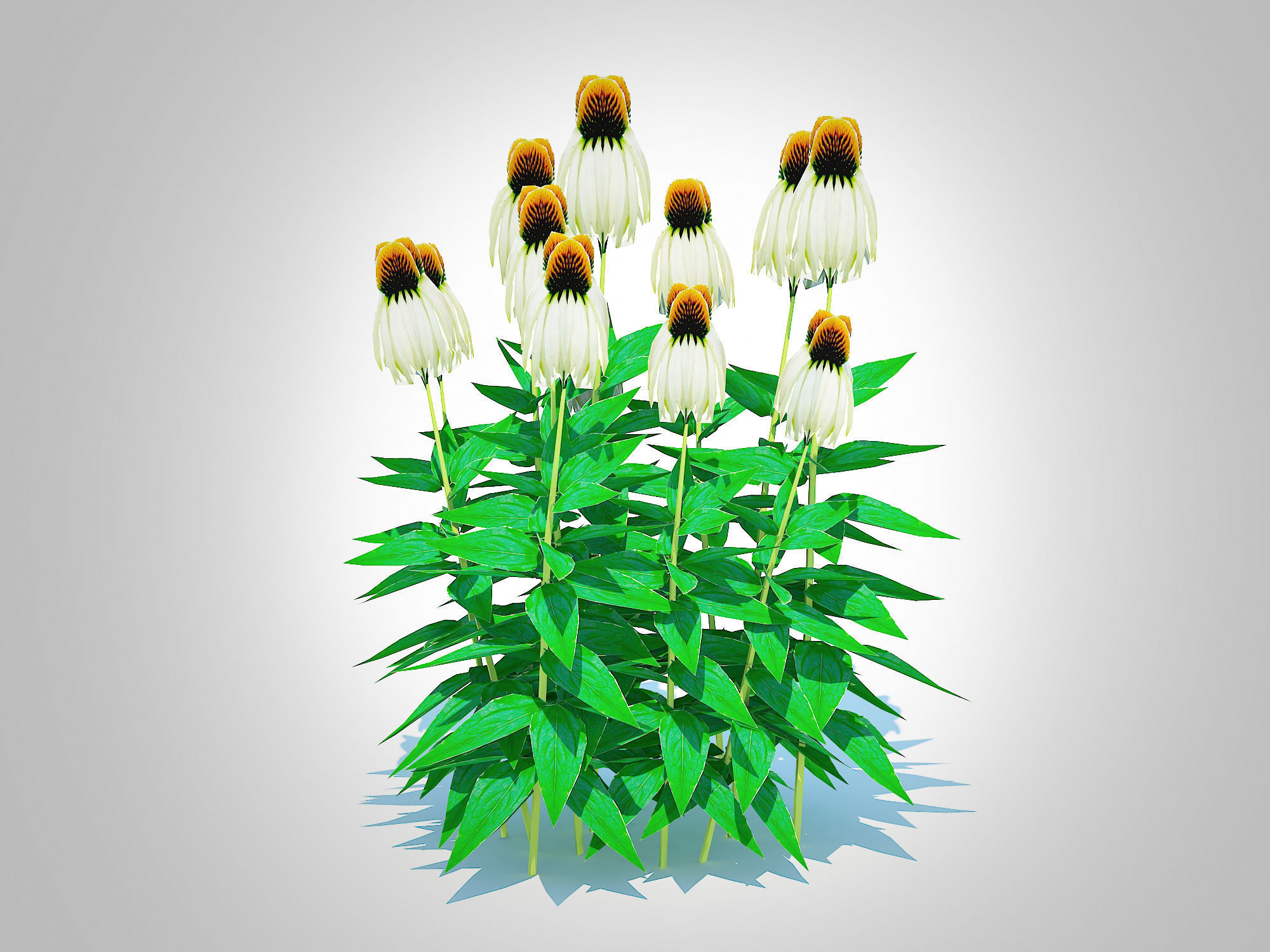 Plant  Echinacea - white coneflower Low-poly 3D model_1